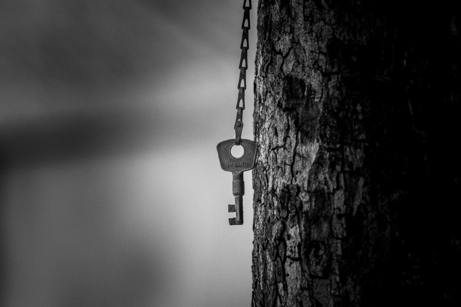 Nikon D500 sample photo. Key, tree, metal photography