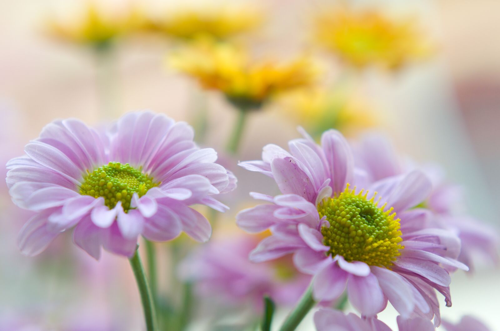 Nikon D7000 sample photo. Chrysantéma, flower, beautiful photography