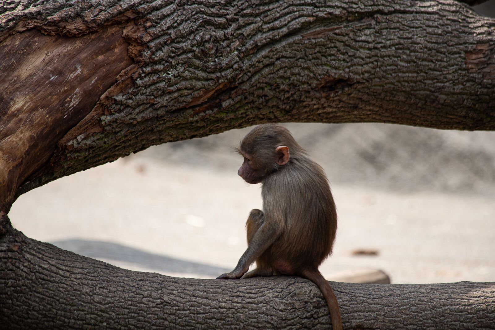 Canon EOS 6D Mark II sample photo. Monkey, primate, mammal photography