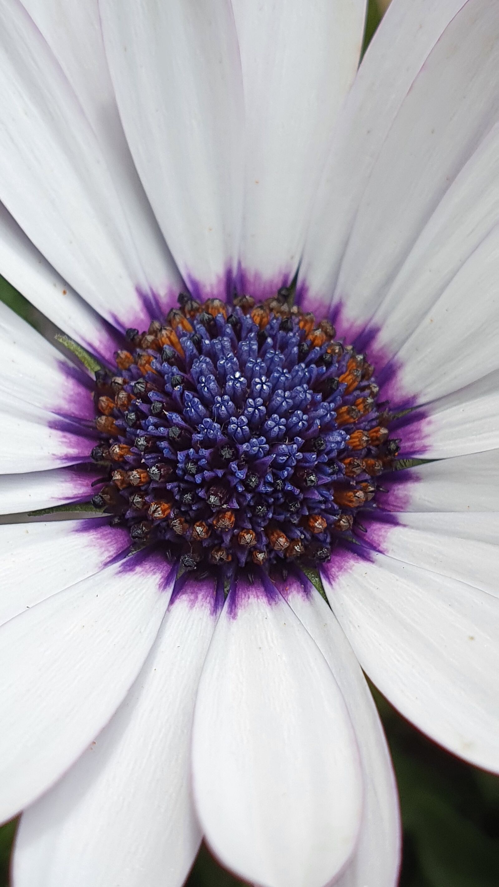 Samsung Galaxy S10+ sample photo. Cape basket, flower, close photography