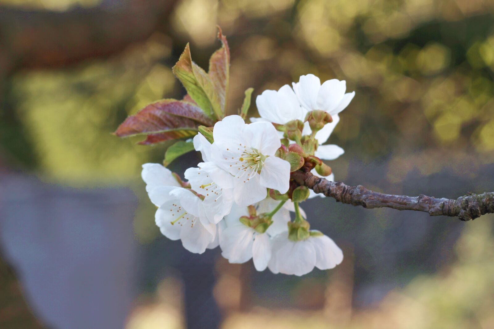 Canon EF 50mm F1.8 II sample photo. Cherry, flowers, spring photography