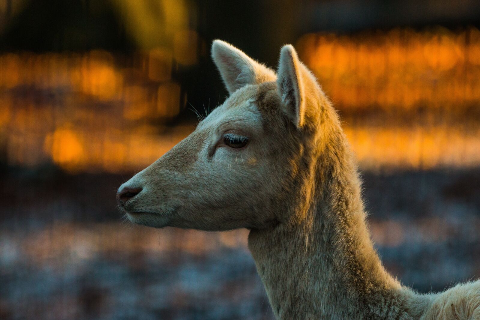 150-600mm F5-6.3 DG OS HSM | Contemporary 015 sample photo. Roe deer, hirsch, red photography