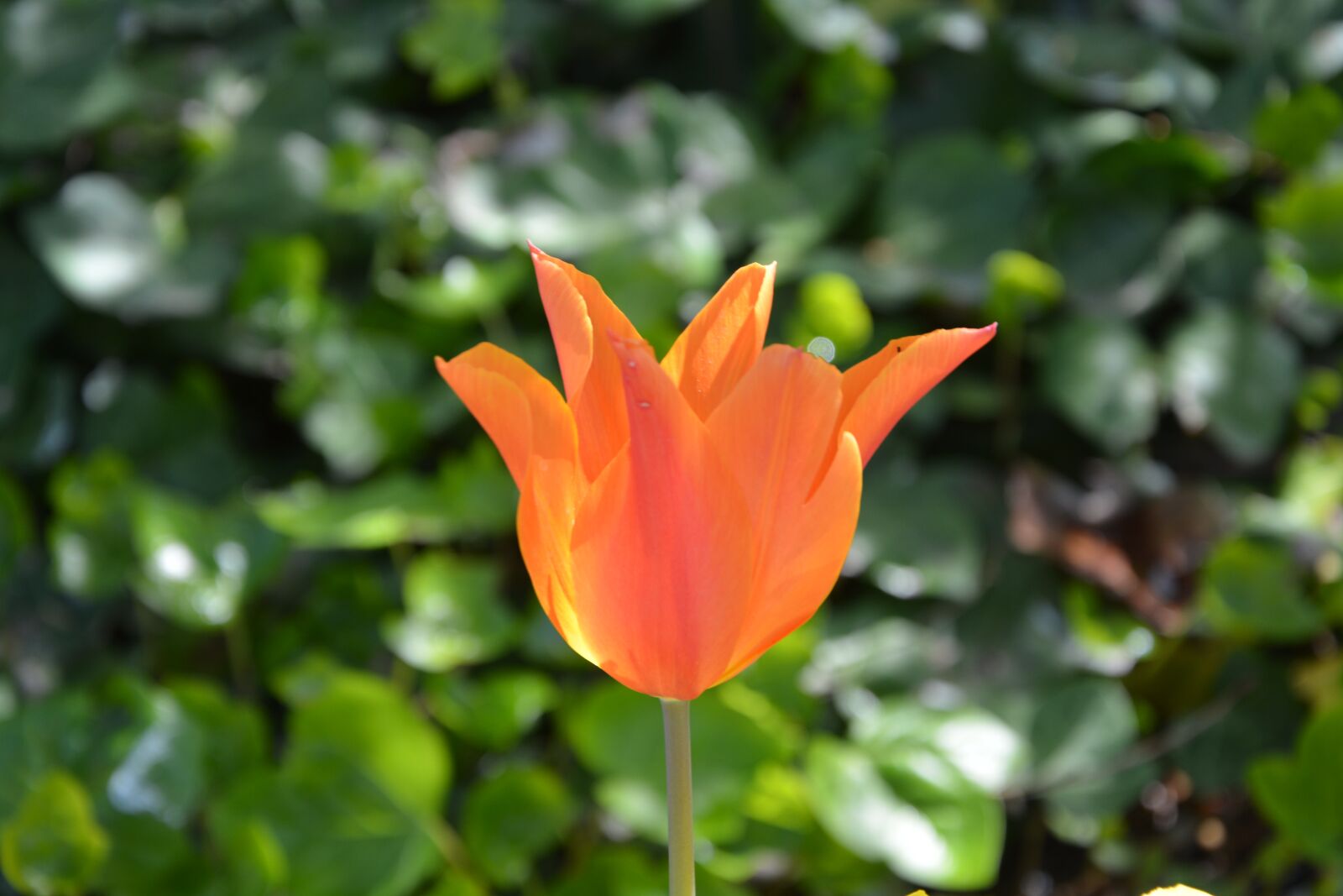 Nikon D5200 sample photo. Flower, tulip, orange photography