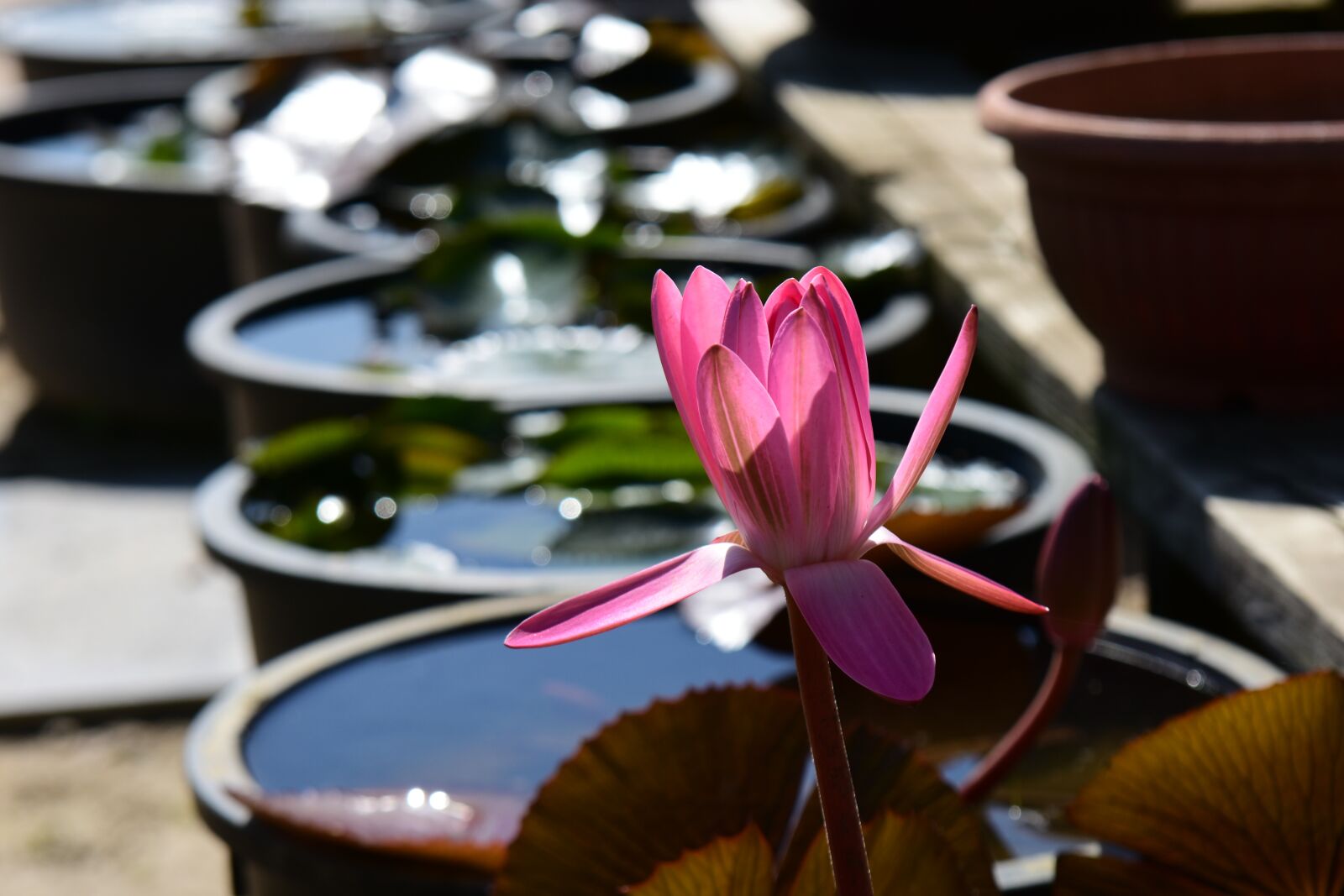 Nikon D7200 sample photo. Water lilies, backlight, pink photography
