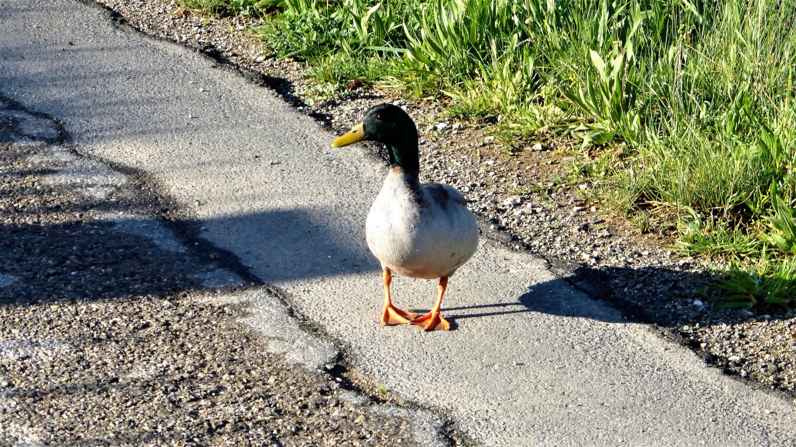 Panasonic Lumix DMC-ZS25 (Lumix DMC-TZ35) sample photo. Bird, body of water photography