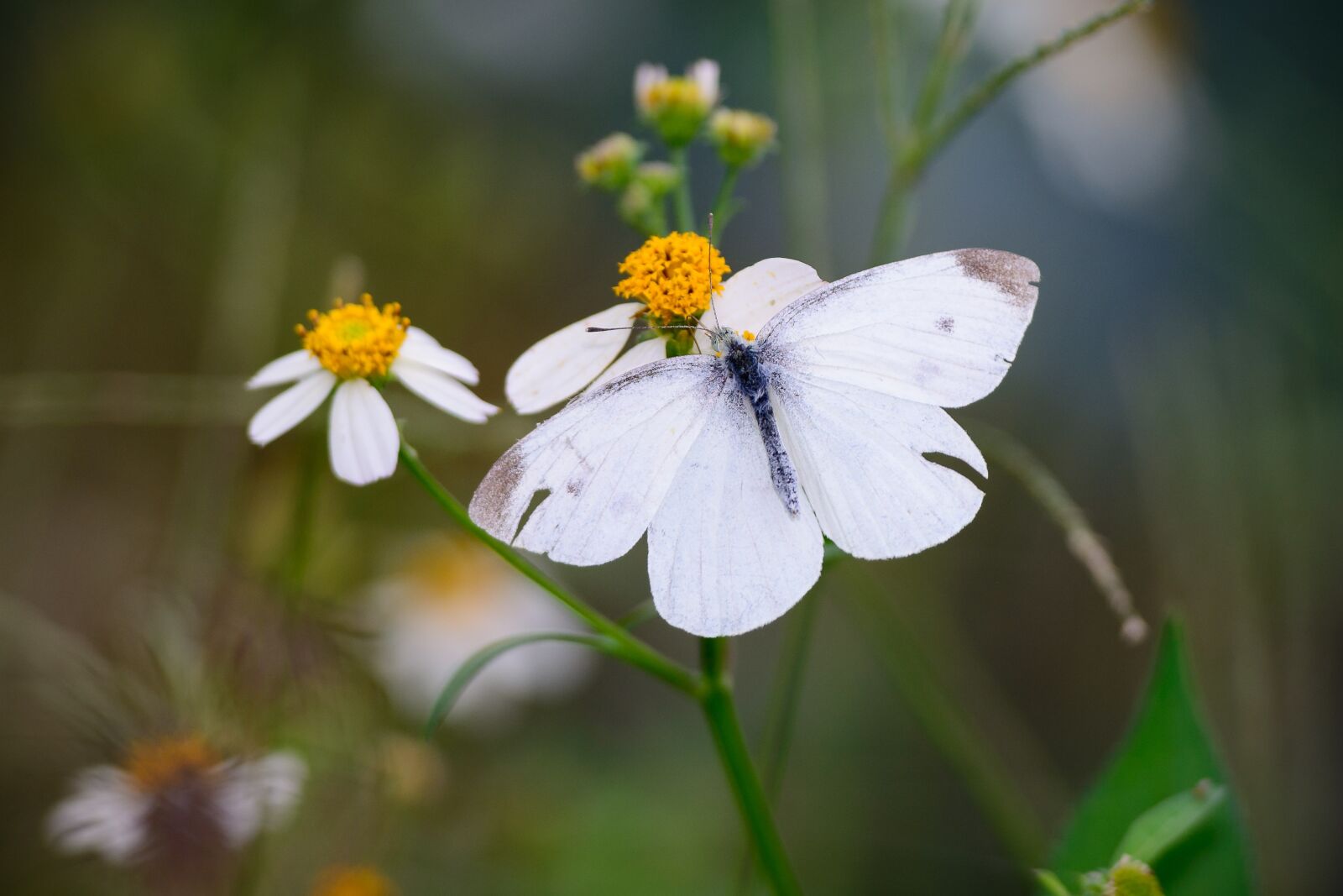 Nikon D7100 sample photo. Butterfly, nature, garden photography