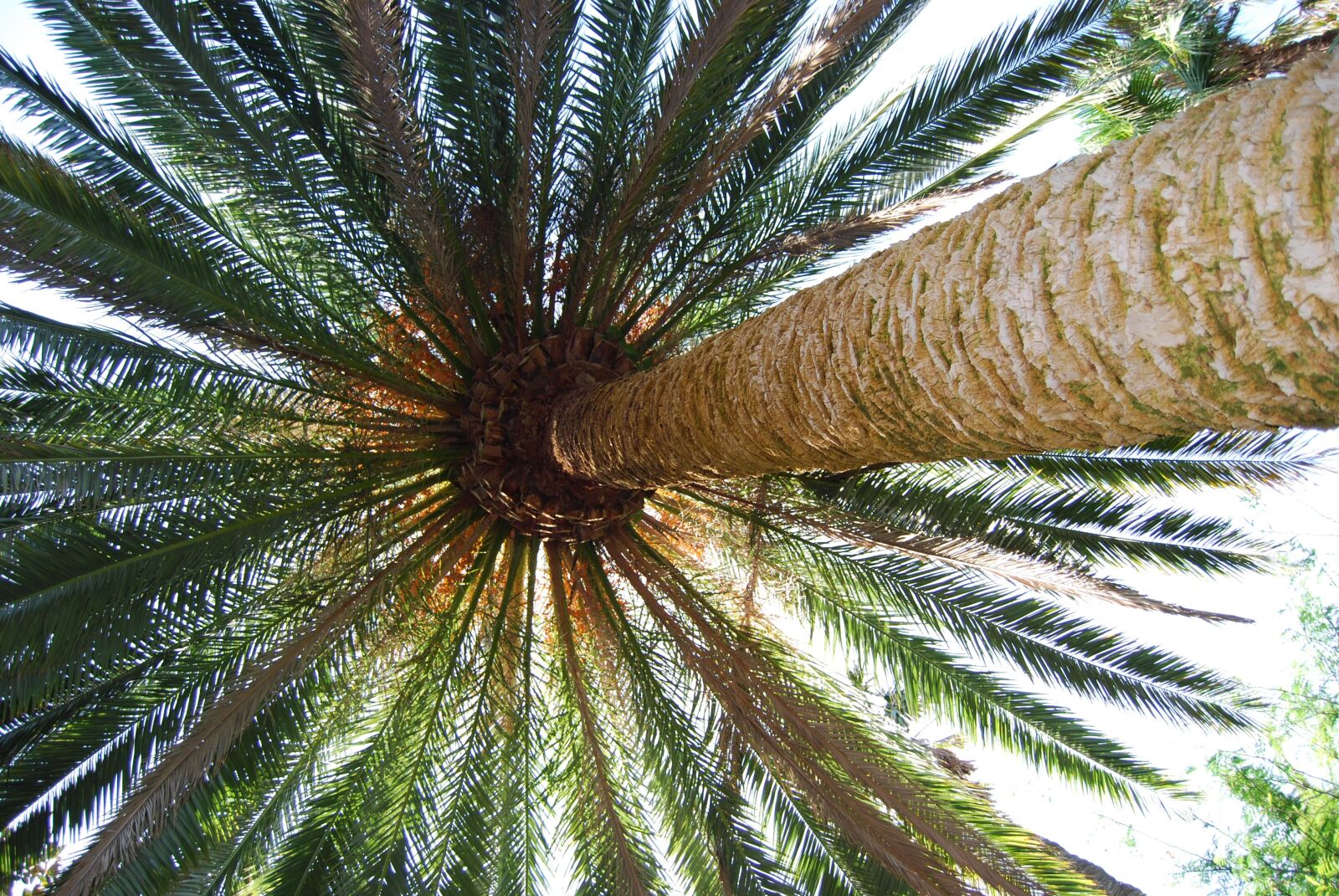 Nikon D40X sample photo. Palm, palm fronds, plant photography