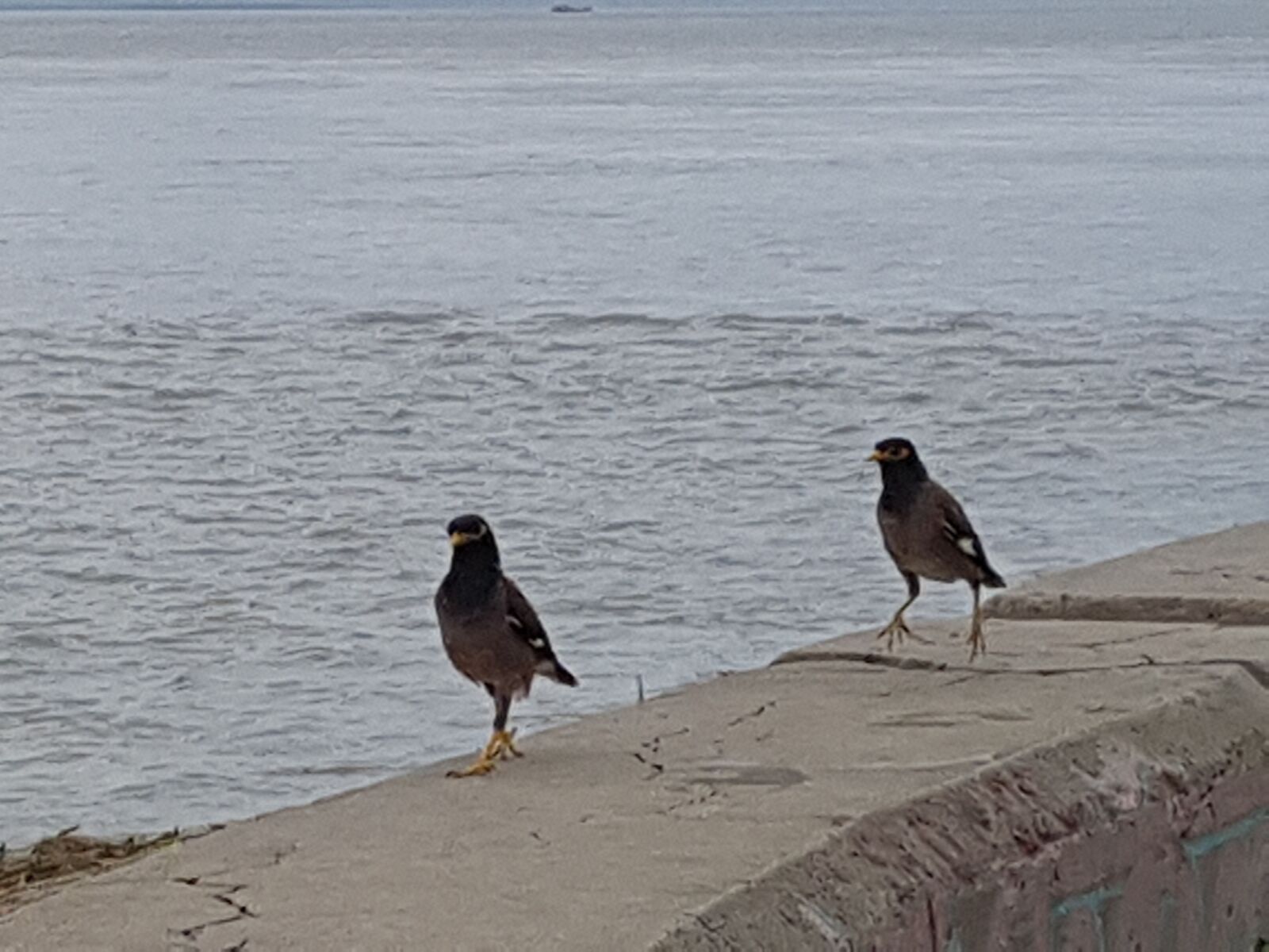 Samsung Galaxy S7 Edge sample photo. River, sky, bird photography
