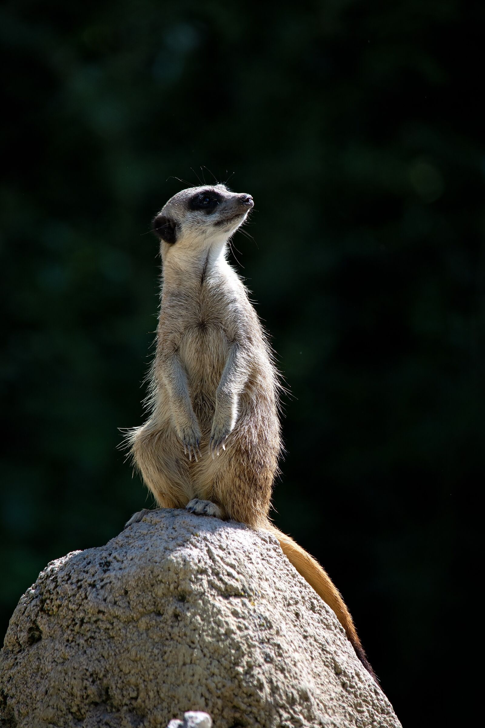 Nikon D7100 sample photo. Meerkat, animal, mammal photography
