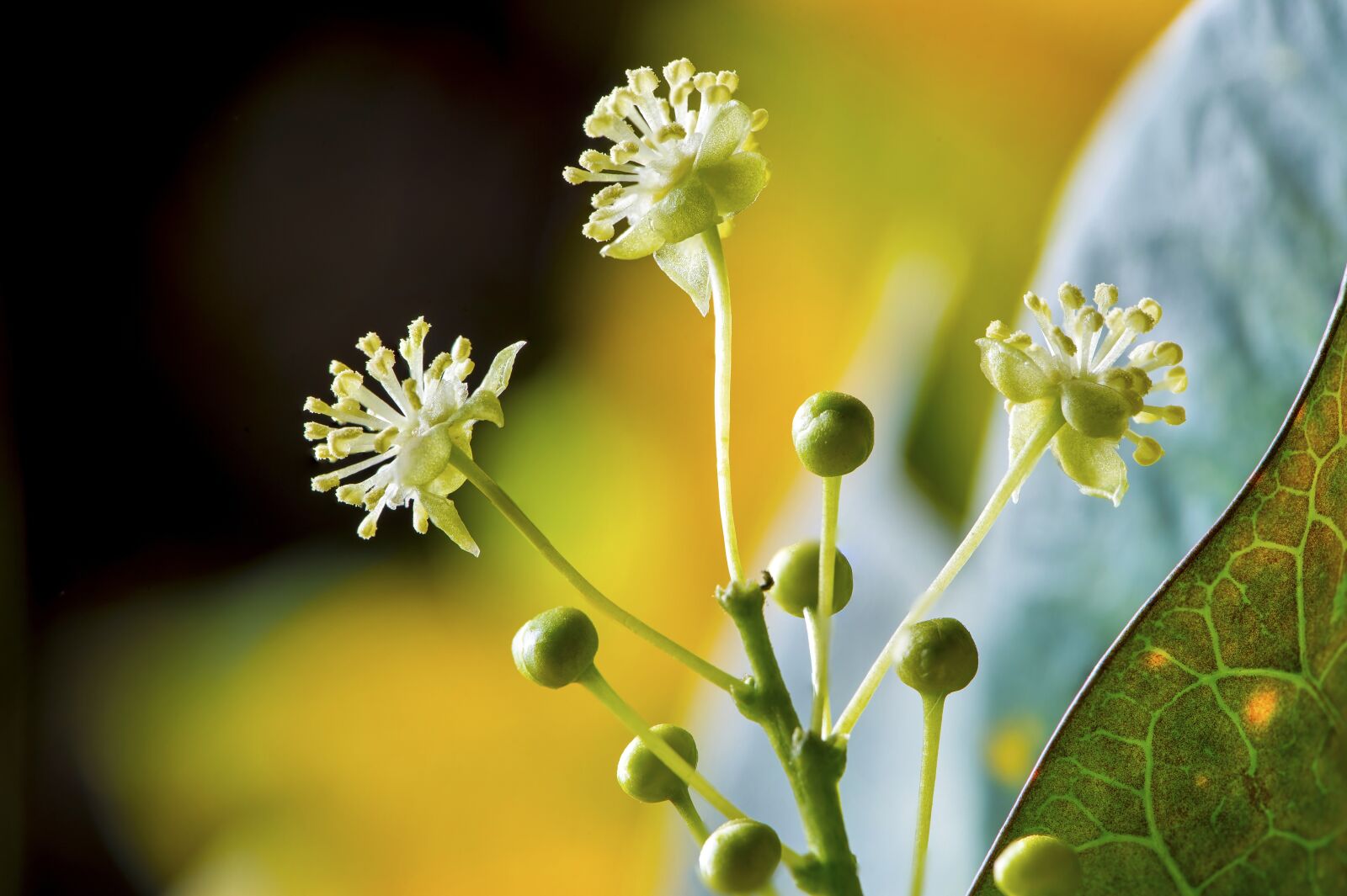 Nikon D4S sample photo. Guava tree blooming, tiny photography