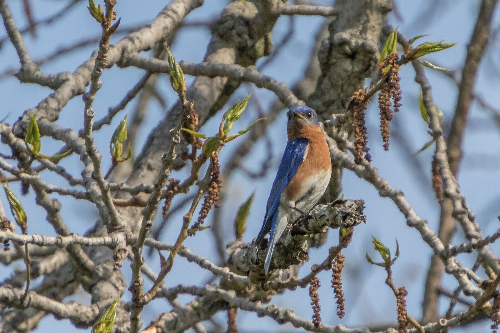 Tamron 18-400mm F3.5-6.3 Di II VC HLD sample photo. Northern bluebird, bird, blue photography