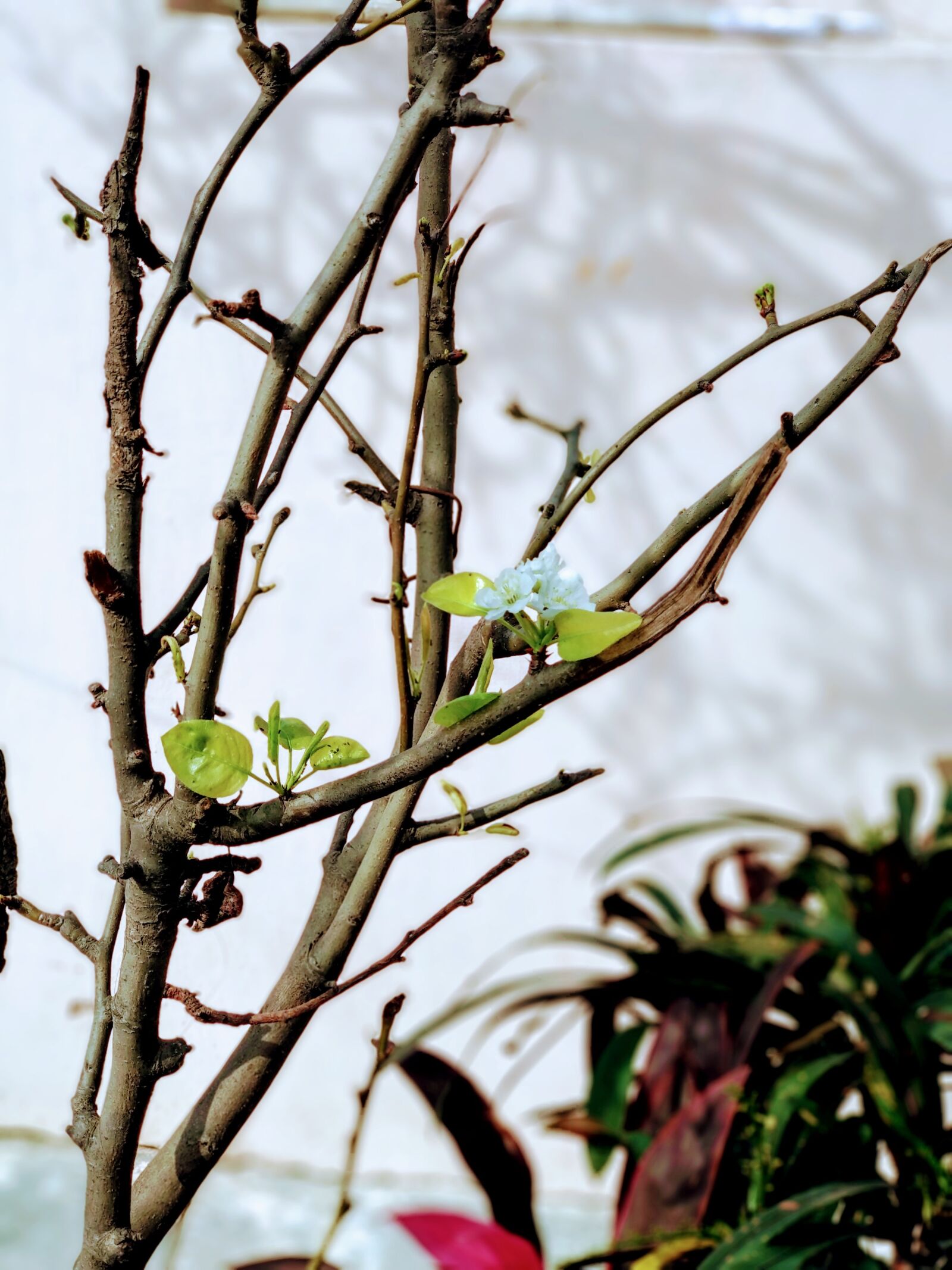 Xiaomi Mi A1 sample photo. Plant, leaves, fresh photography