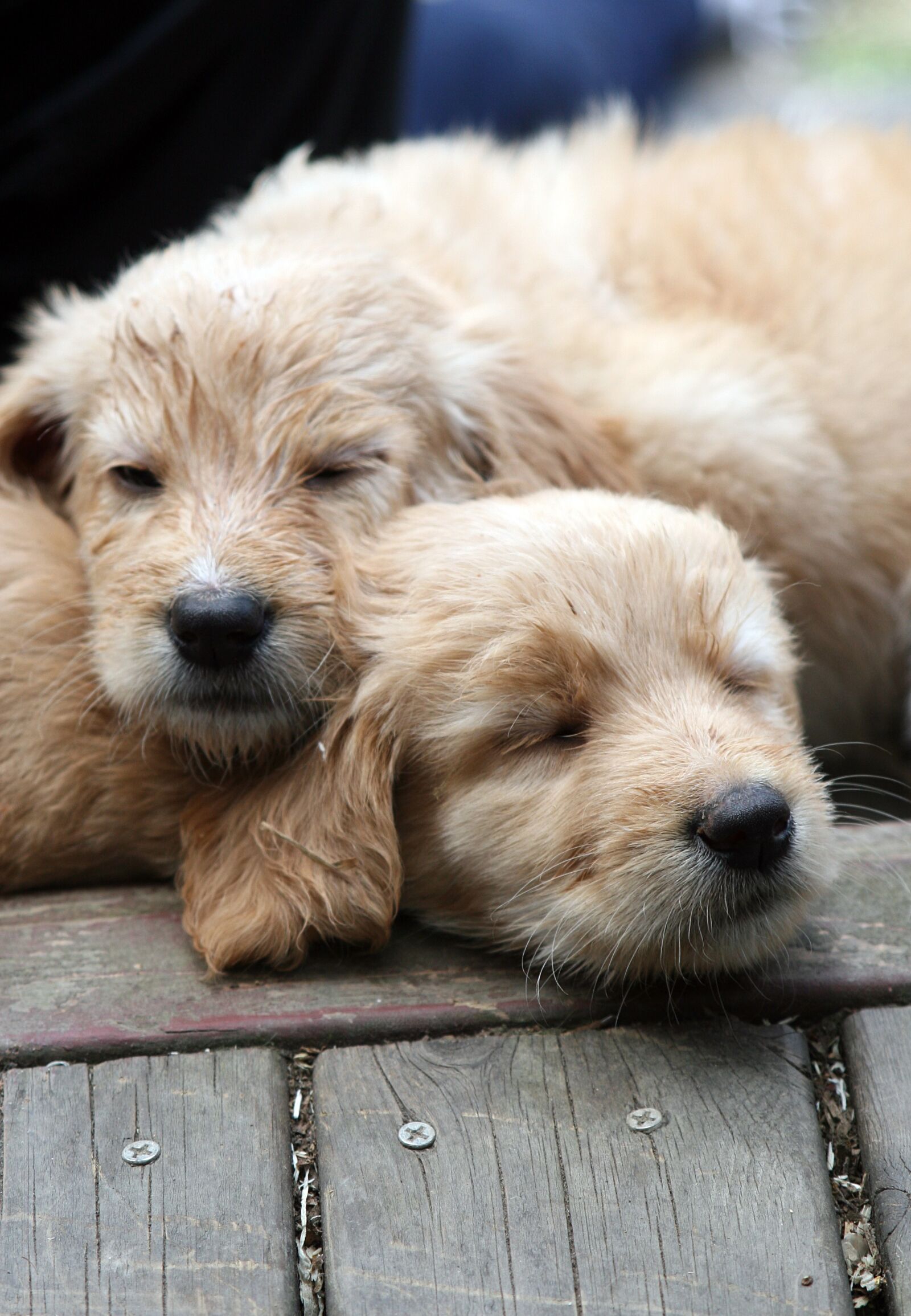 Canon EOS 30D sample photo. Dog, puppies, cute photography