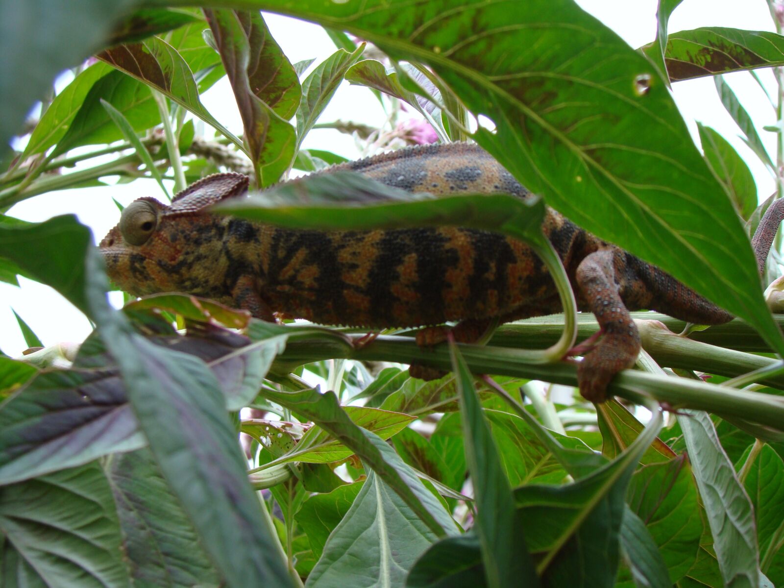 Sony DSC-H7 sample photo. Chameleon, lizard, animal photography