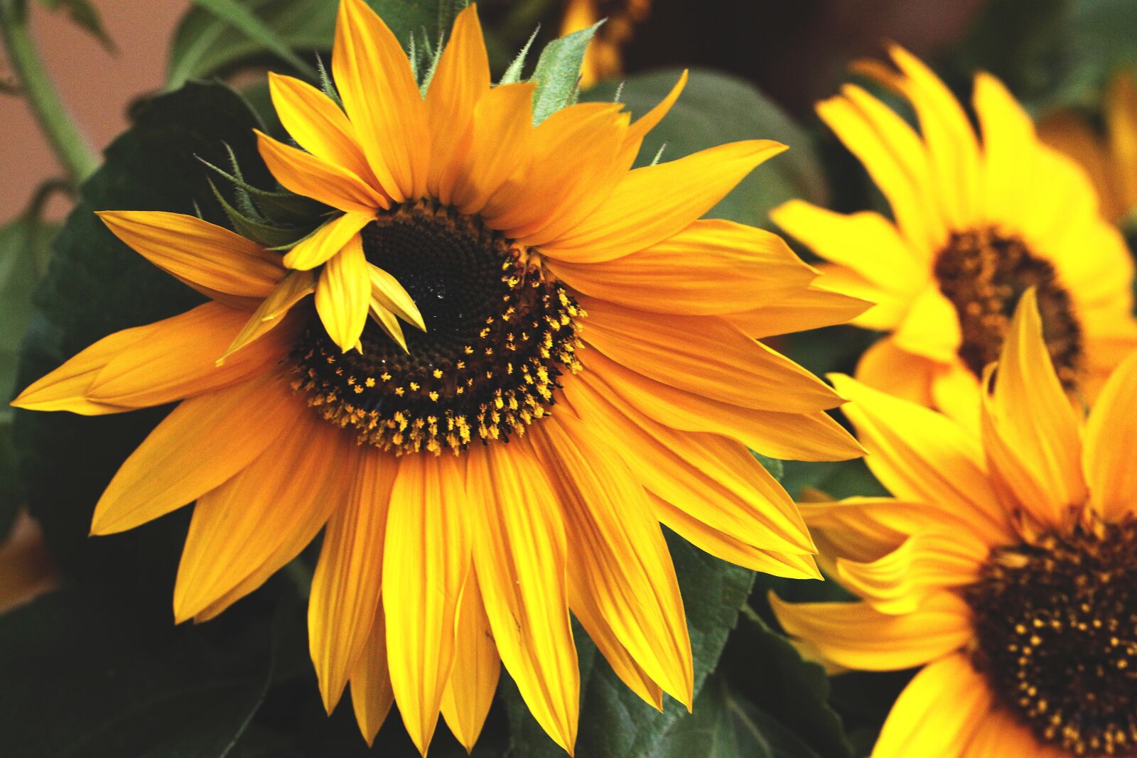 Canon EOS 5D Mark II sample photo. Sunflower, flower, flowering photography