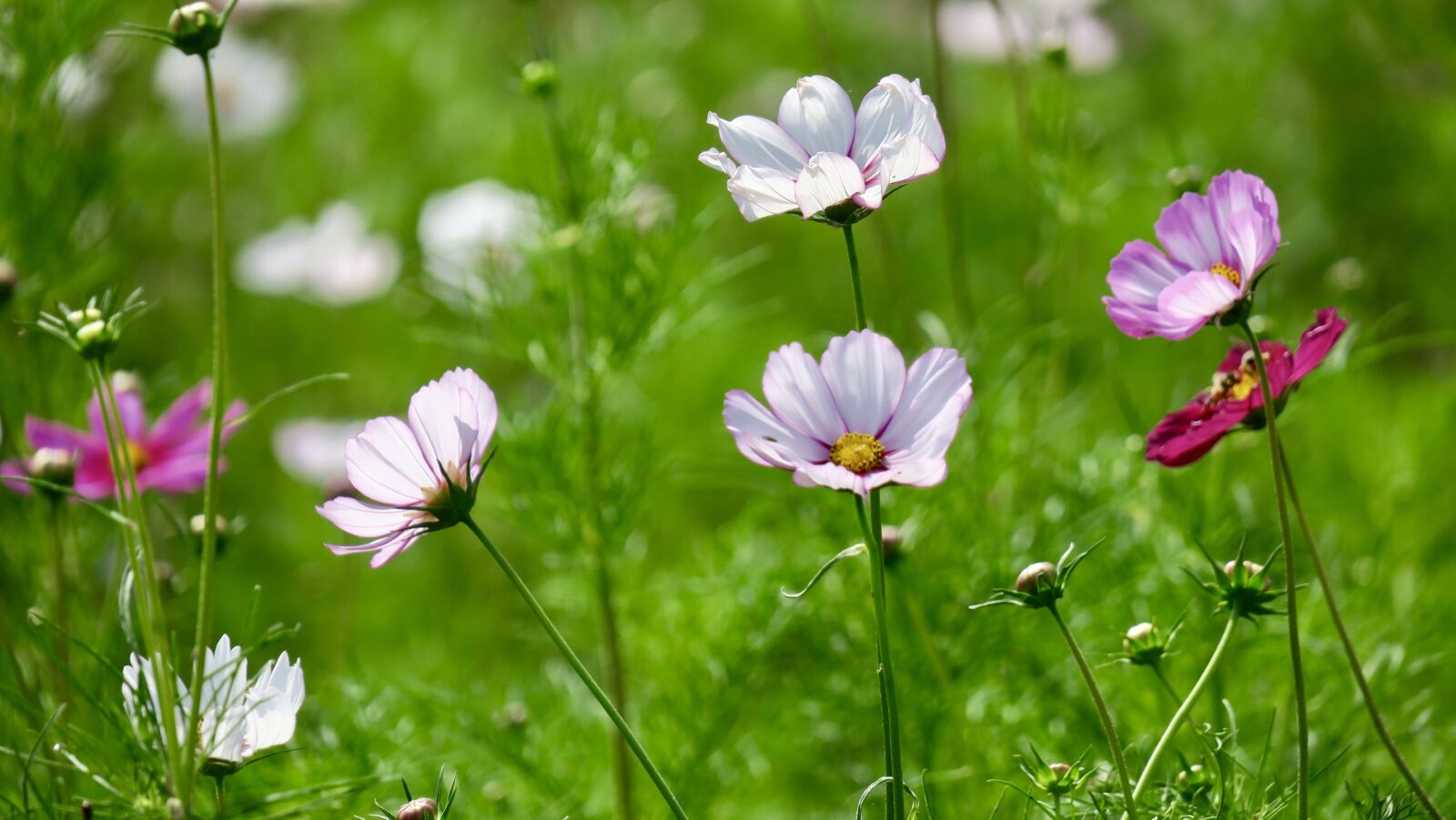 Canon PowerShot G3 X sample photo. Cosmos, flower, cosmos pink photography