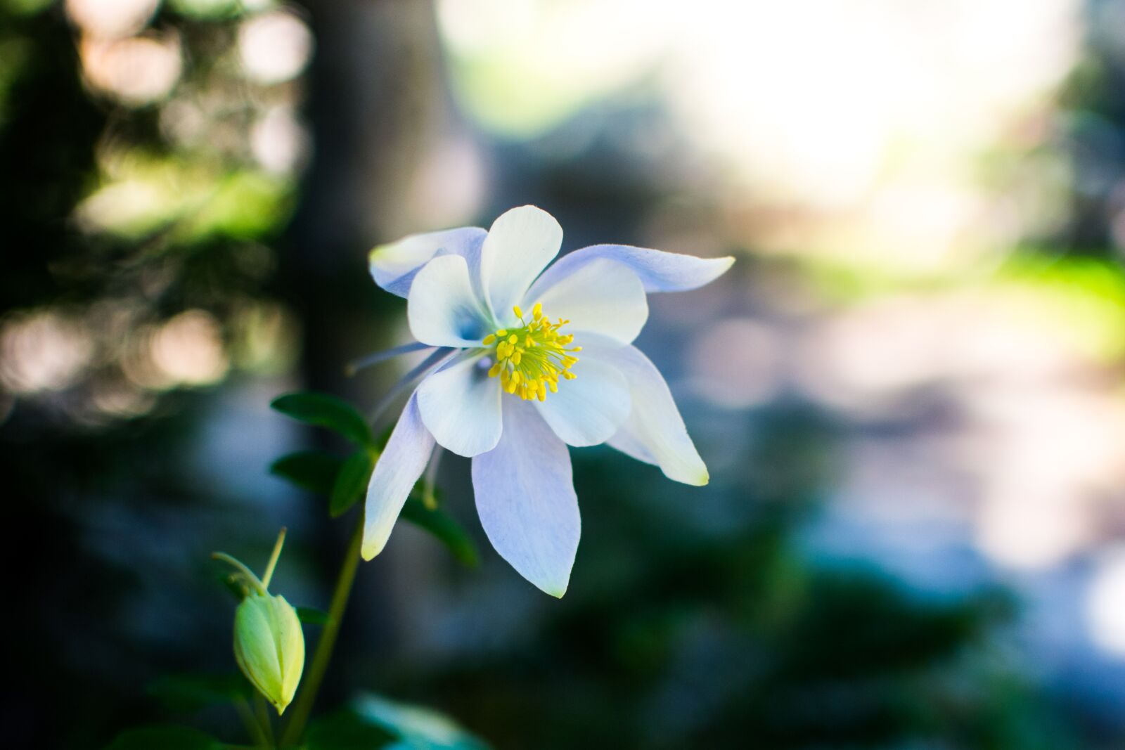 Nikon D7100 sample photo. Flowers, nature, blossoms photography