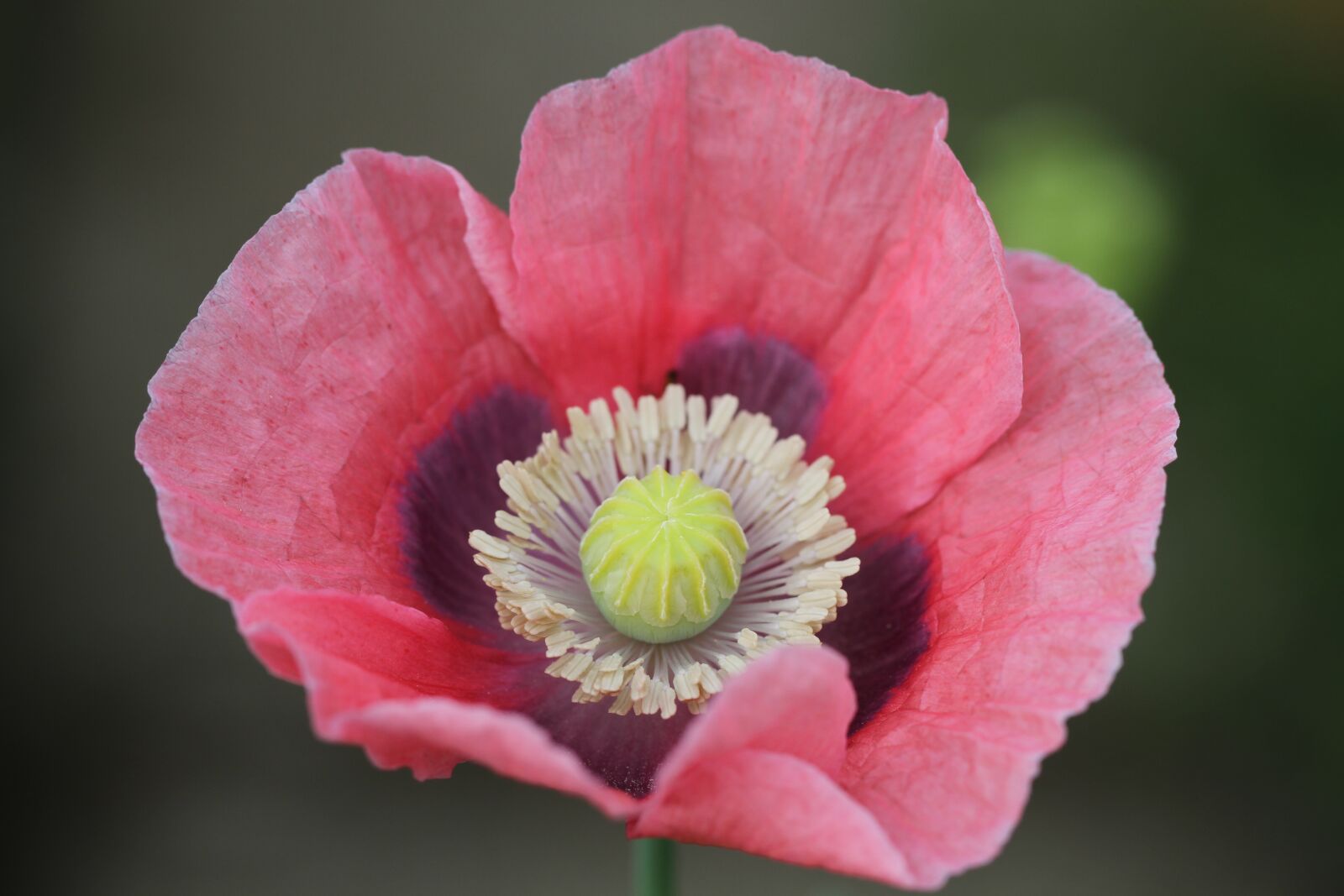 Canon EF 100mm F2.8L Macro IS USM sample photo. Poppy, pink, nature photography