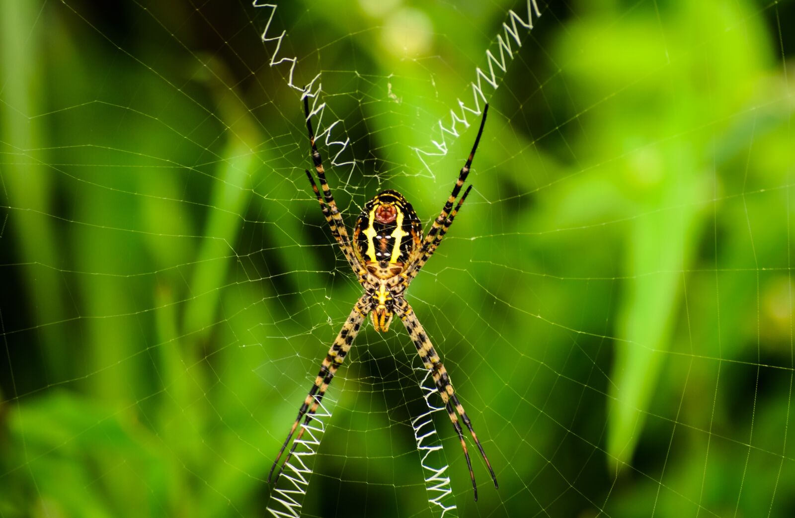 Nikon D7000 sample photo. Nature, spider, cobweb photography