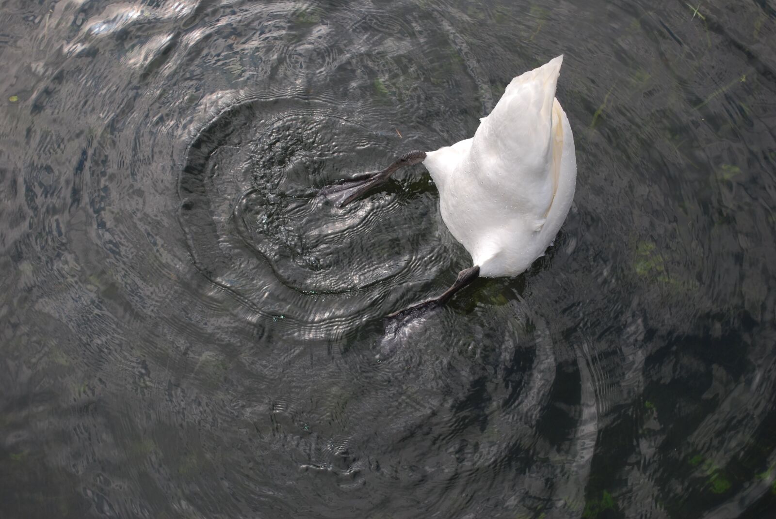 Nikon D60 sample photo. Swan, water, lake photography