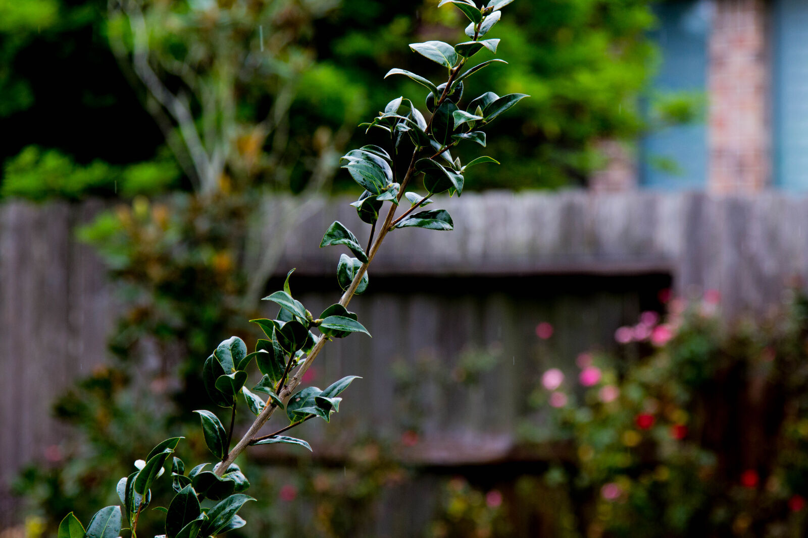 Canon EOS 60D sample photo. Plant photography