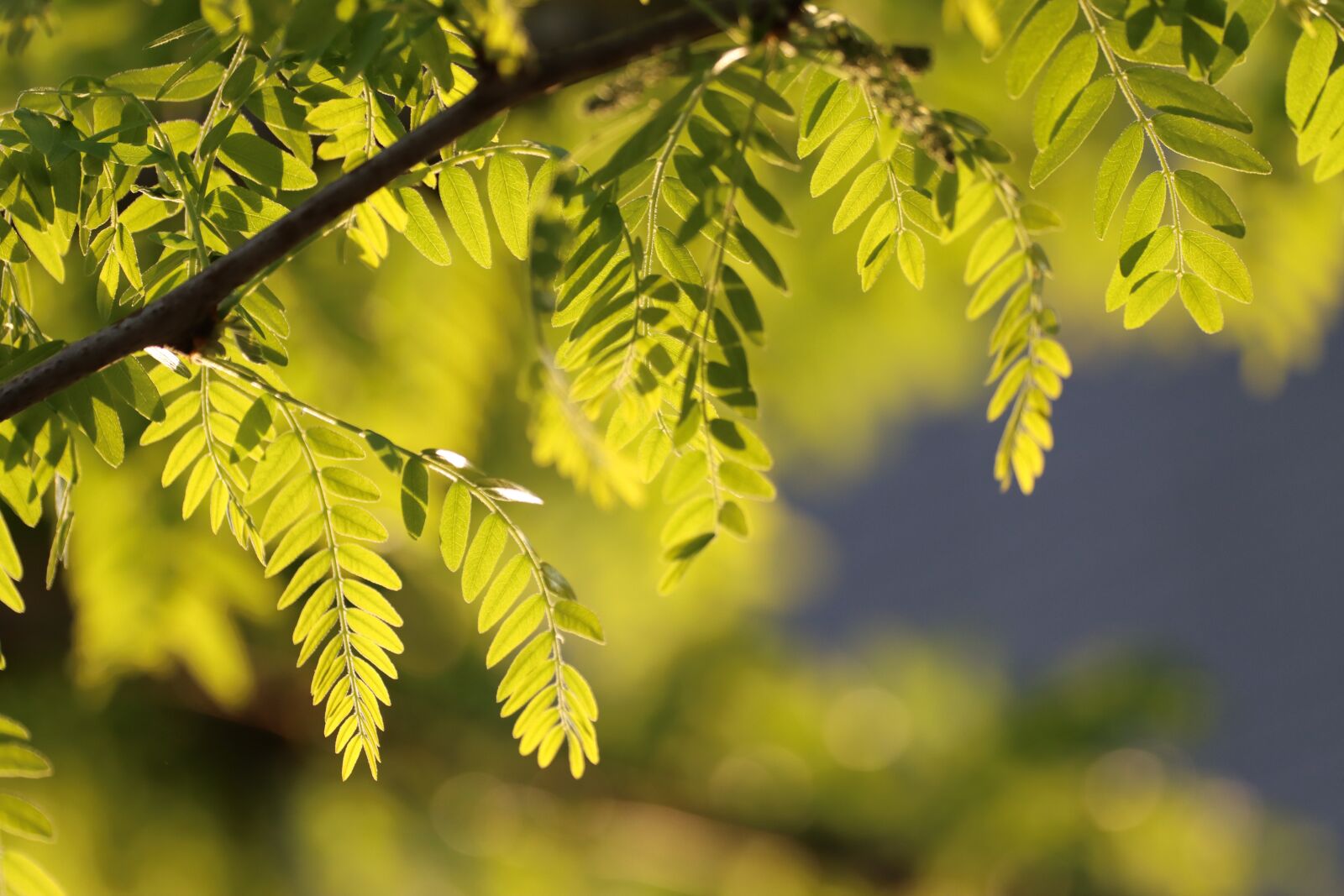 Canon EOS 90D sample photo. Robinia, sun, leaf photography