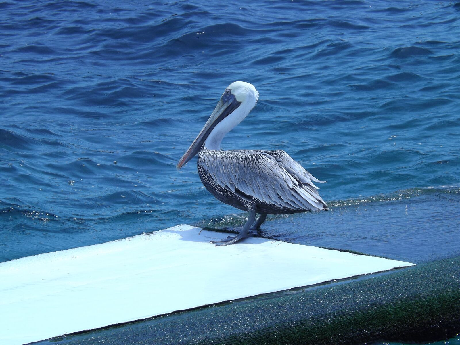 Fujifilm FinePix S4200 sample photo. Pelicans, sea, sky photography