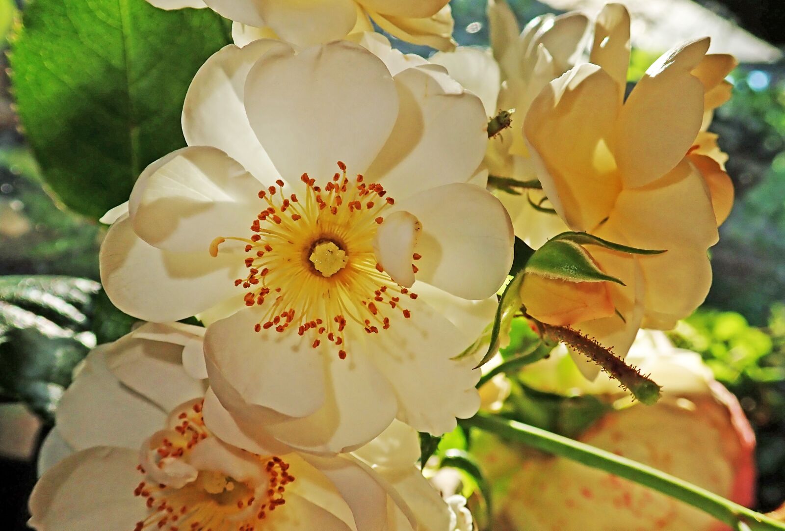 Olympus TG-5 sample photo. Roses, flowers, back lighting photography