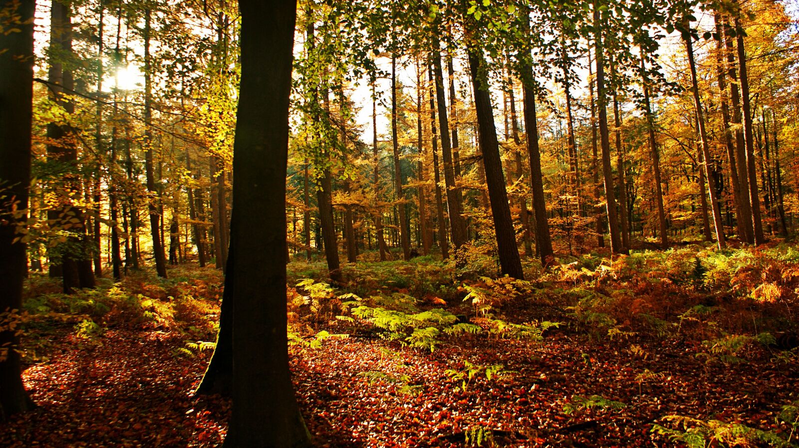 Sony Alpha DSLR-A350 sample photo. Forest, morning, landscape photography