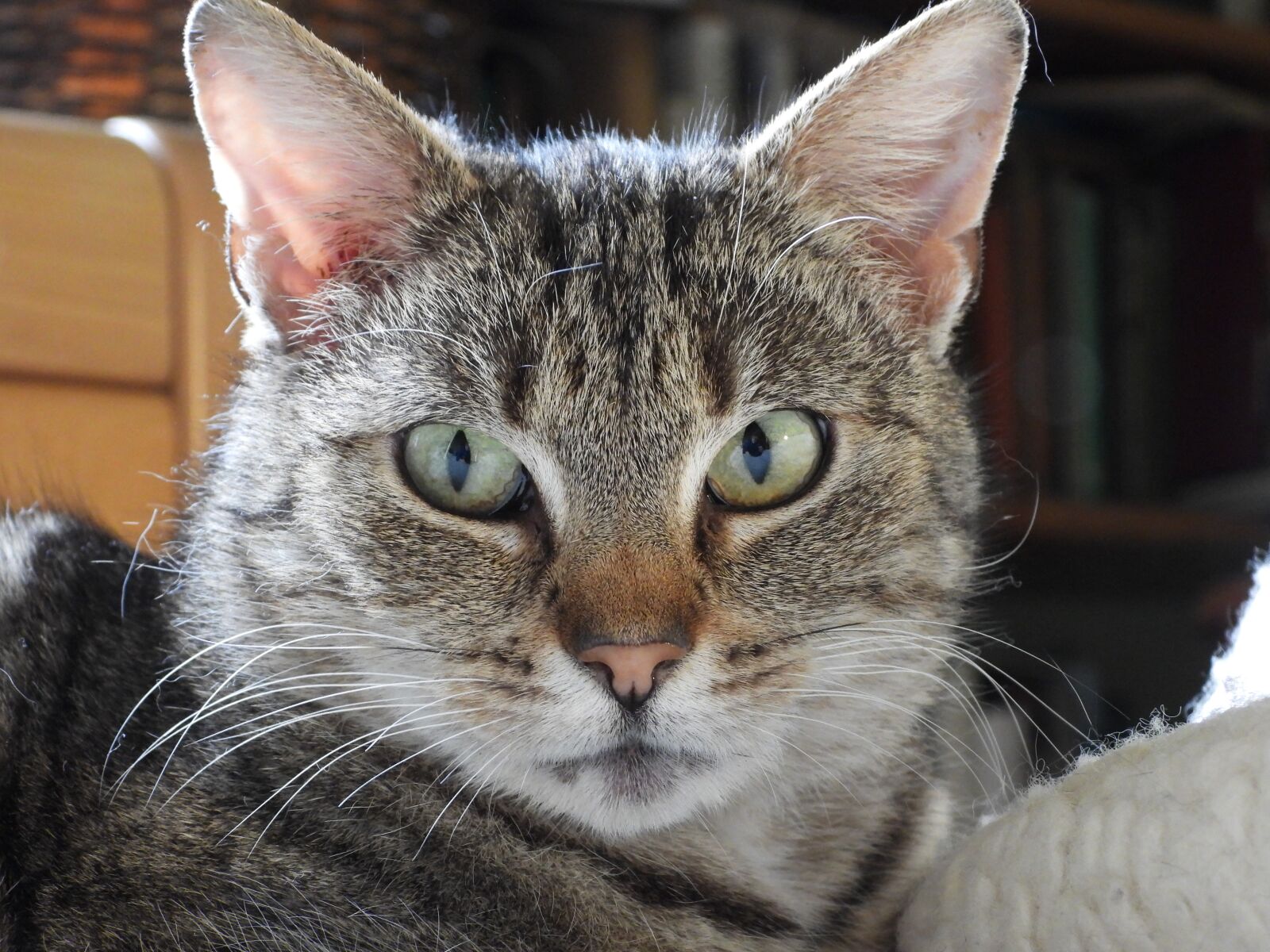 Nikon Coolpix P1000 sample photo. Cat, kitten, dachowiec photography