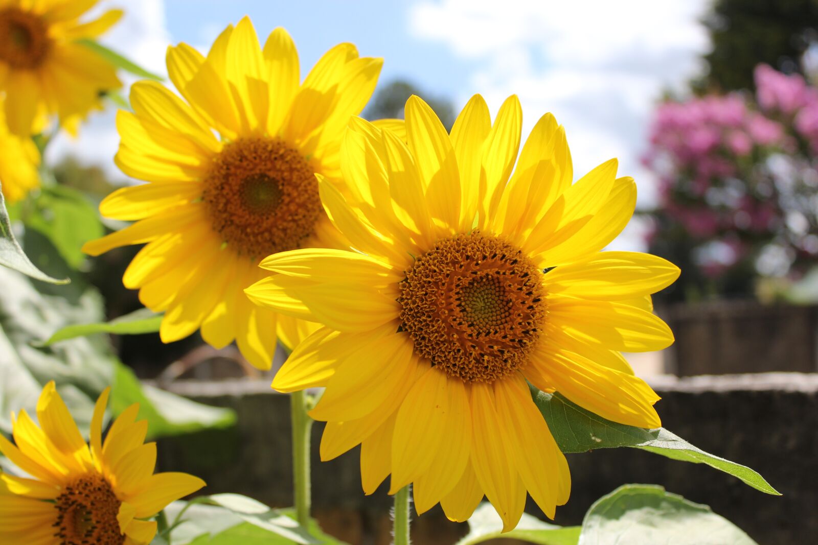 Canon EOS 1200D (EOS Rebel T5 / EOS Kiss X70 / EOS Hi) sample photo. Sunflower, flower, yellow photography