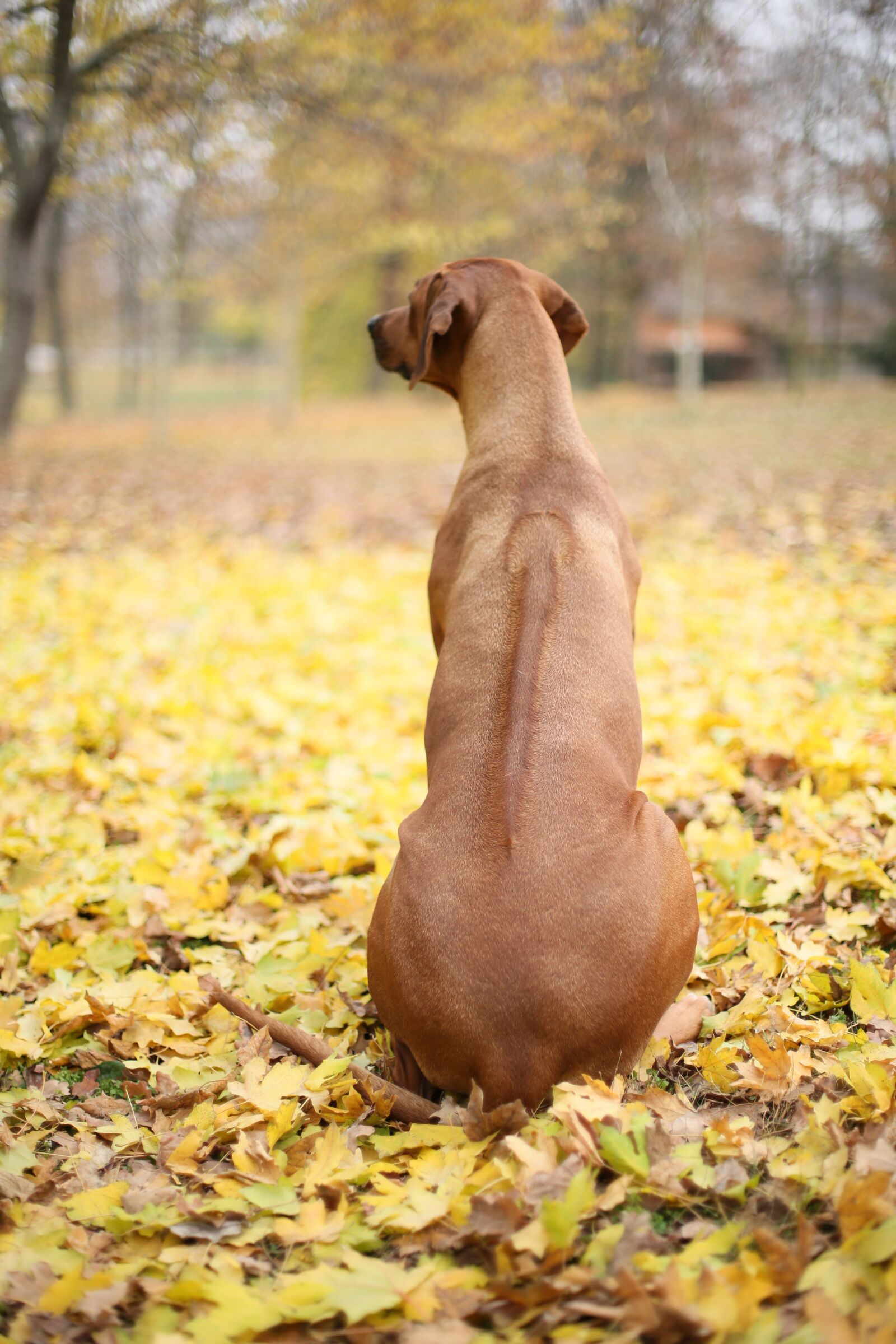 Canon EF 50mm F1.4 USM sample photo. Ridge, ridgeback, autumn photography