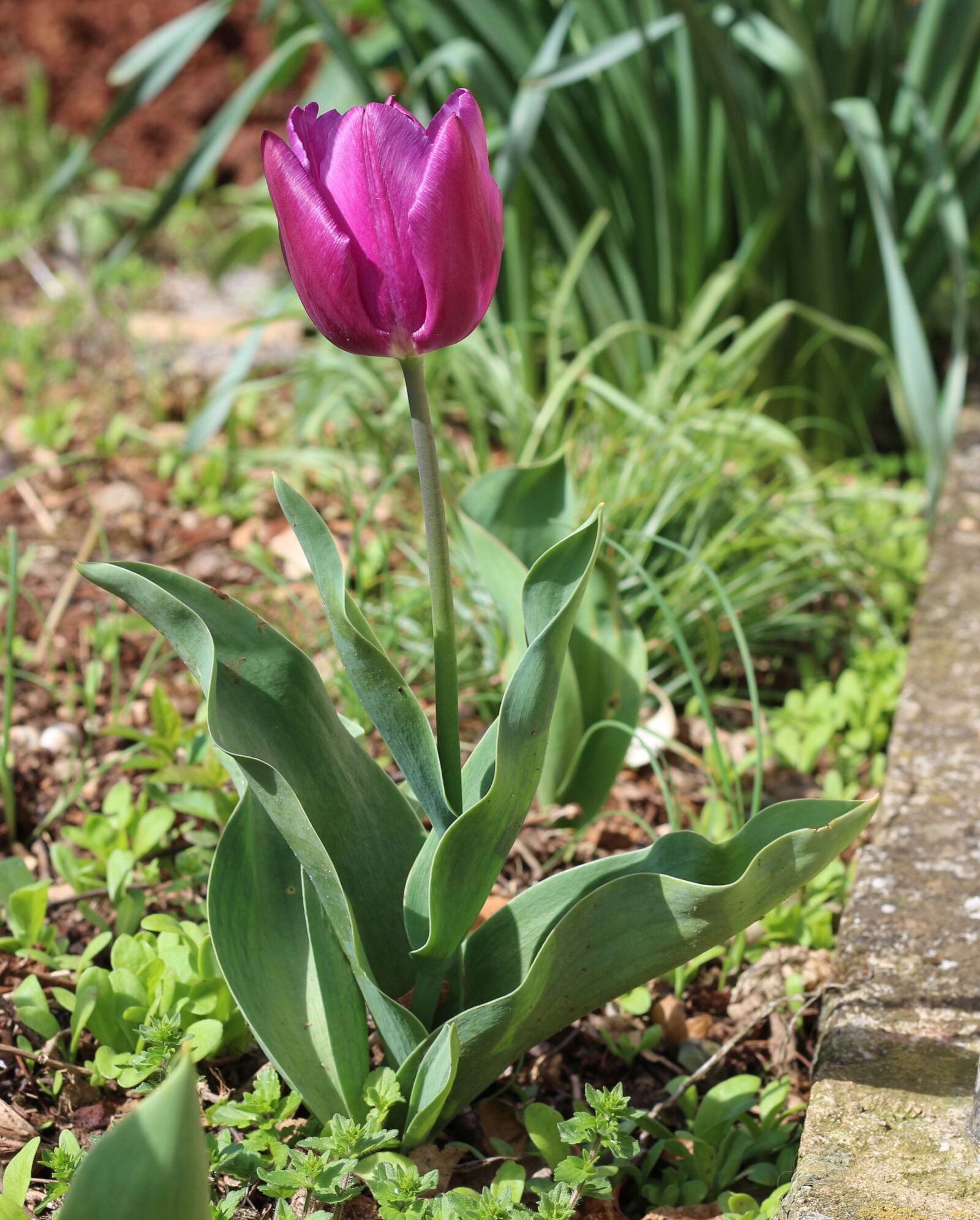 Canon EOS 700D (EOS Rebel T5i / EOS Kiss X7i) sample photo. Violet, floral, garden photography