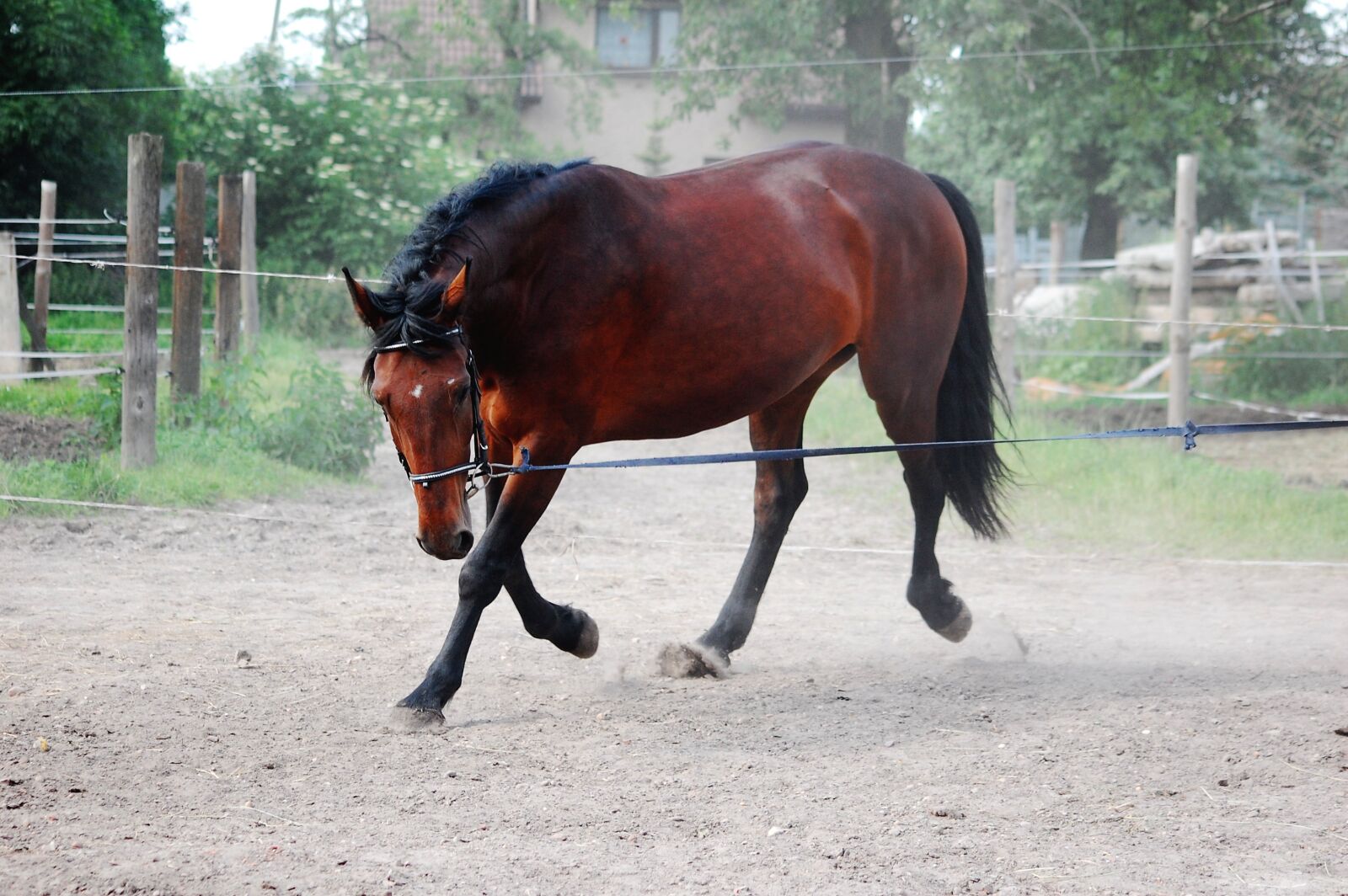 Nikon D40 sample photo. The horse, silesian, horse photography