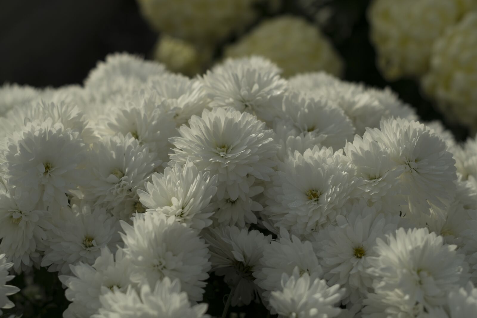 Fujifilm X-T10 sample photo. Flower, chrysanthemum, nature photography