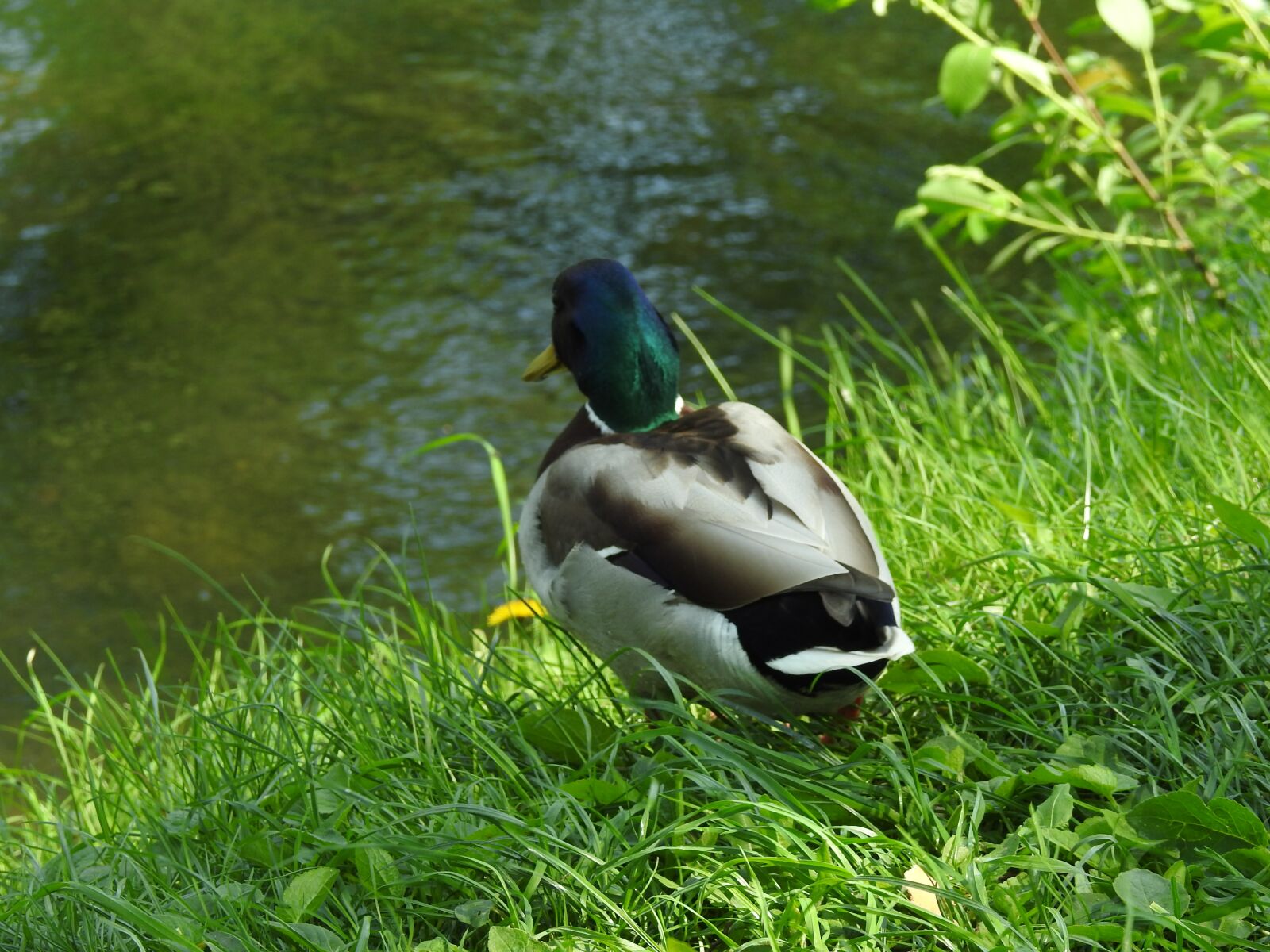 Nikon Coolpix P900 sample photo. Nature, birds, lawn photography