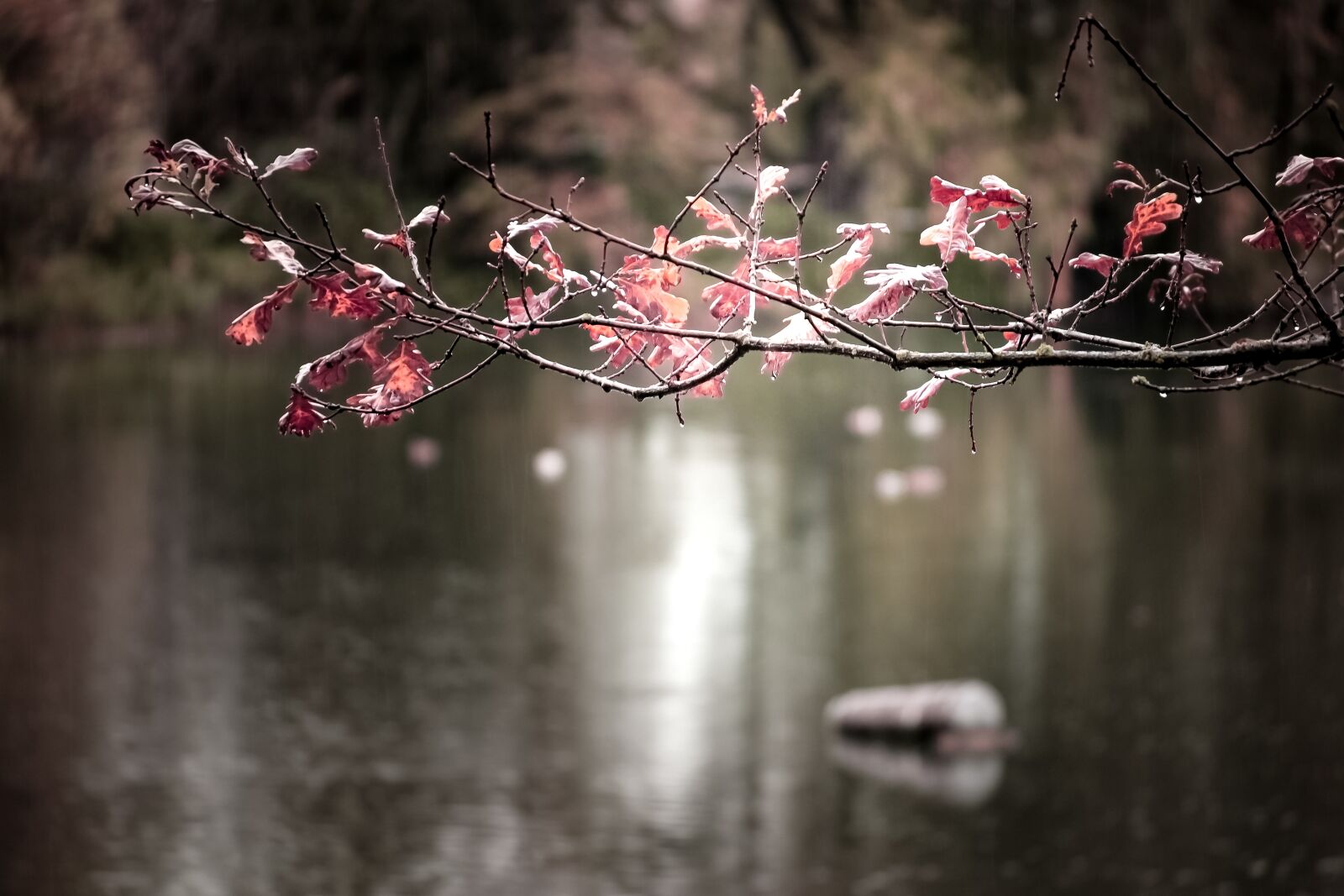 Nikon D3100 sample photo. Autumn, leaves, branch photography