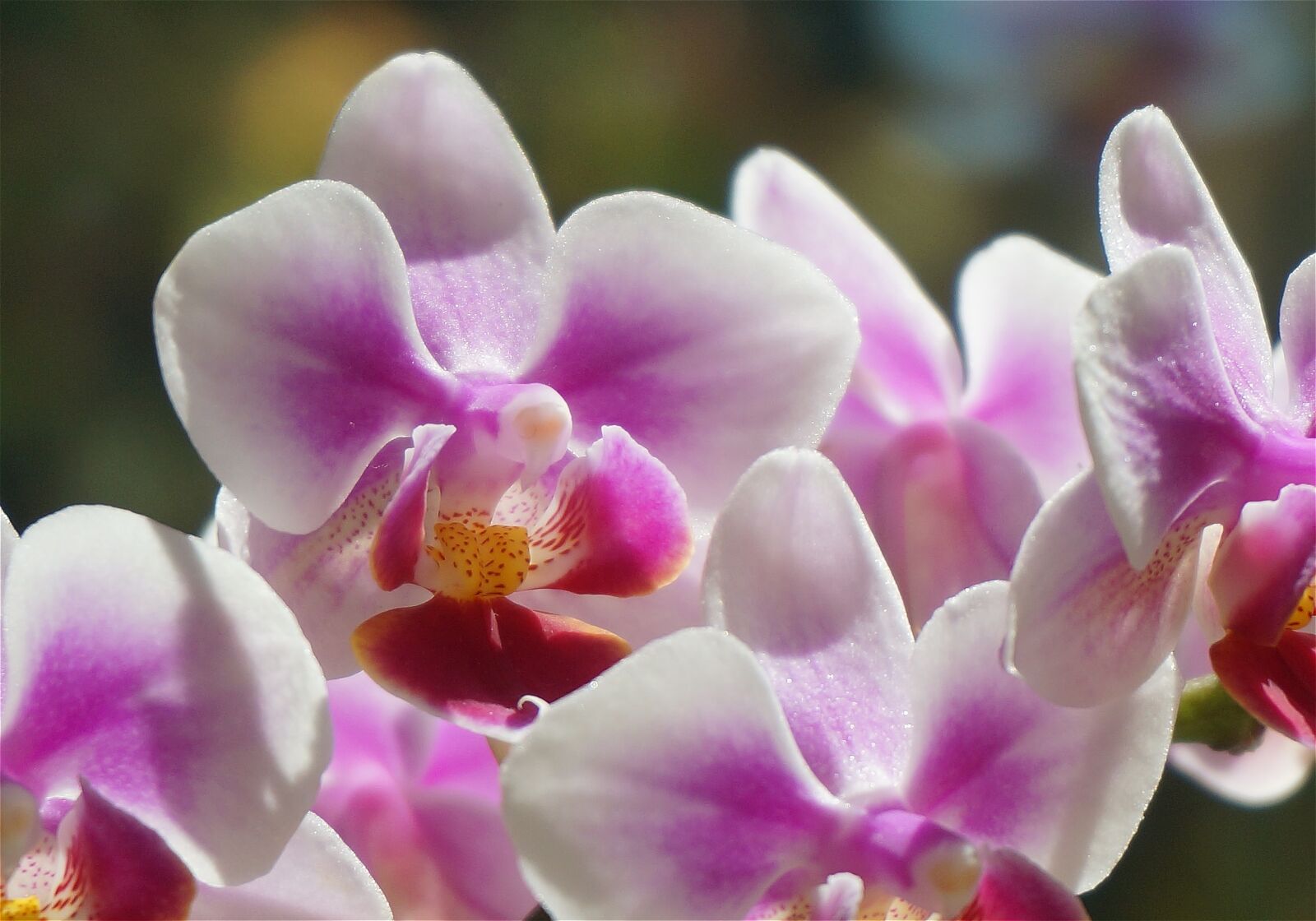 Sony Alpha NEX-5T sample photo. Hybrid phalaenopsis, phalaenopsis, orchid photography
