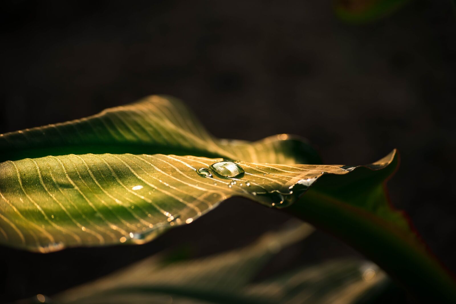 Nikon D5300 sample photo. Drops of water, banana photography