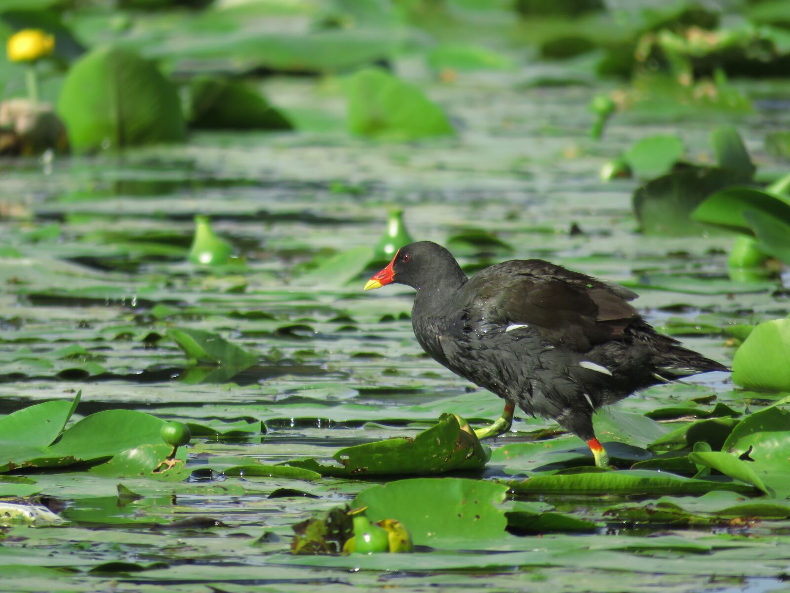 Canon PowerShot SX60 HS sample photo. Barbatus, bird, water hen photography
