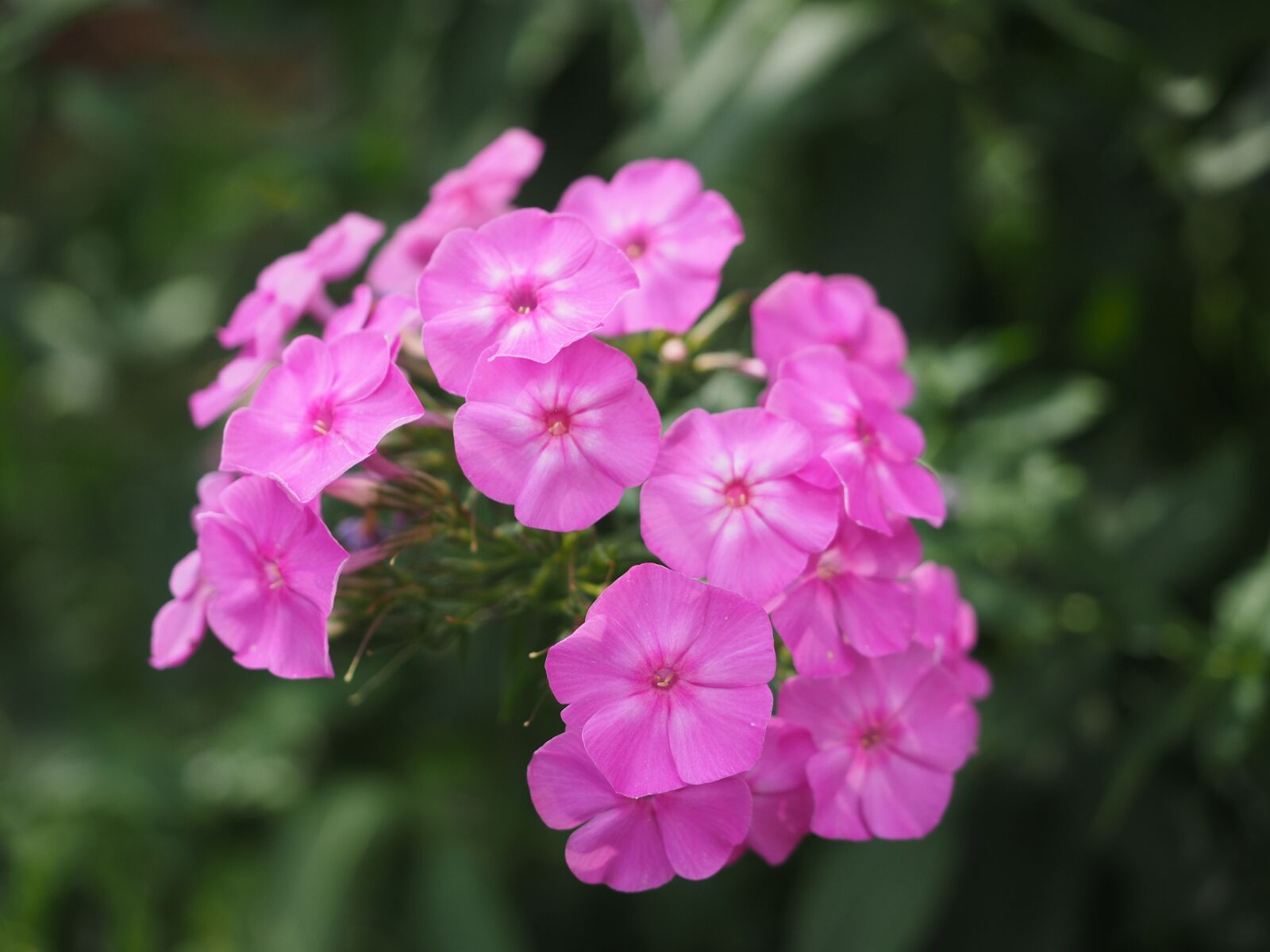 Olympus OM-D E-M1 + Olympus M.Zuiko Digital ED 12-40mm F2.8 Pro sample photo. Phlox, lock-up herb plants photography