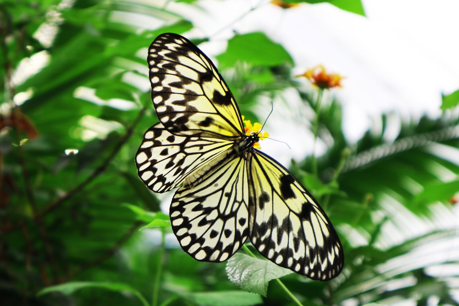 Canon EOS M100 sample photo. Butterfly, yellow, insect photography