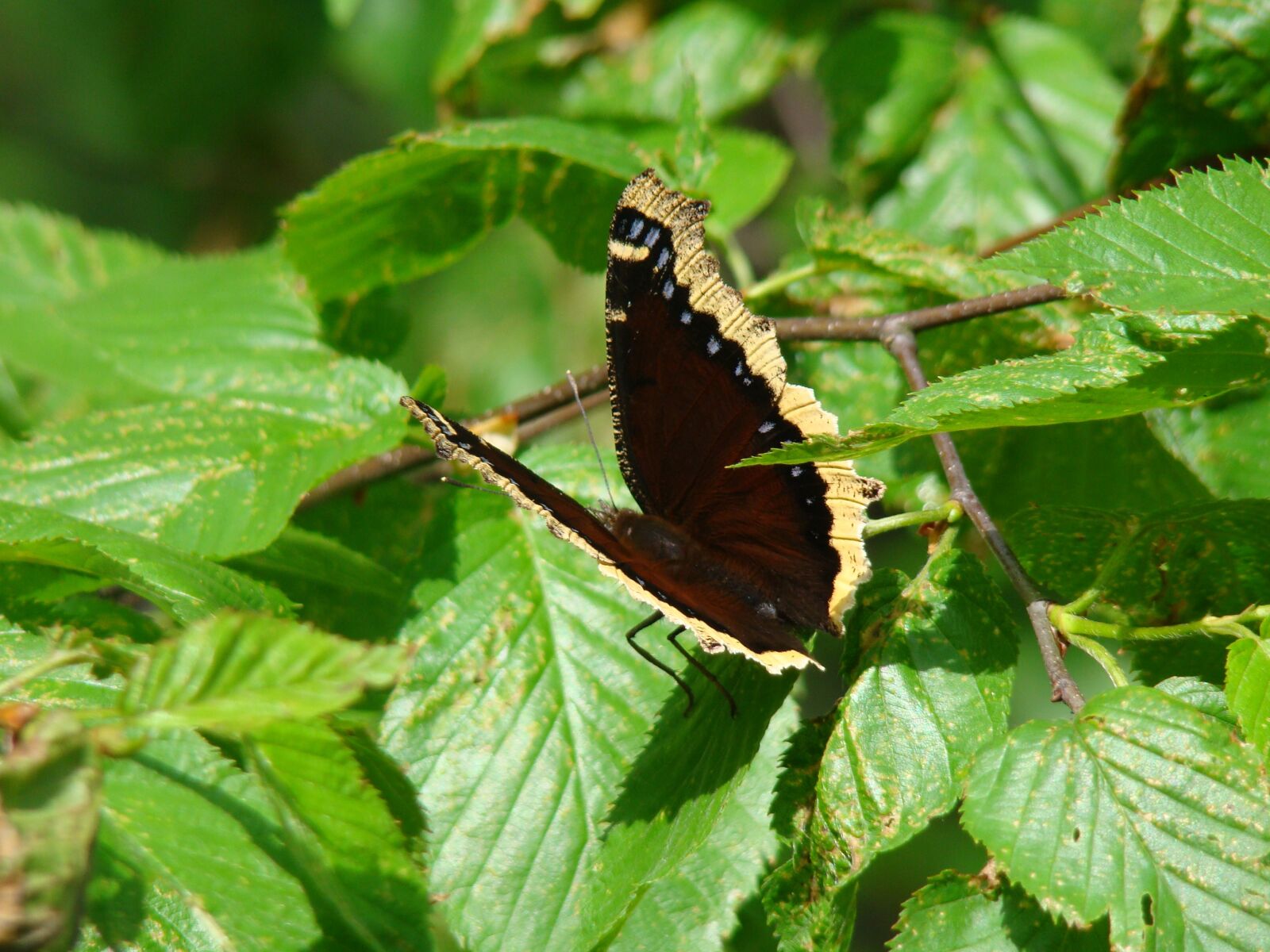 Sony Cyber-shot DSC-H50 sample photo. Butterfly, black, wings photography