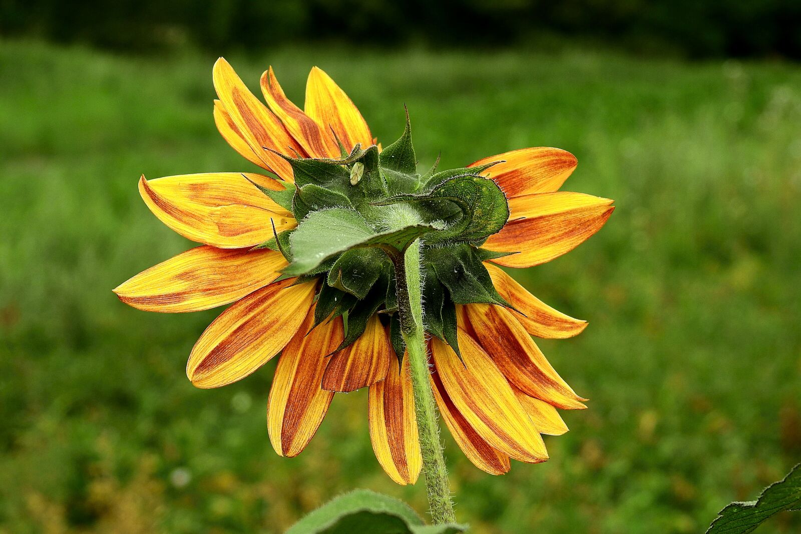 Nikon Coolpix P900 sample photo. Sunflower, flower, yellow photography