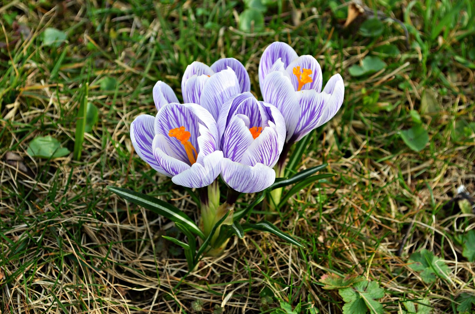 Nikon D5100 sample photo. Flowers, crocus, spring photography