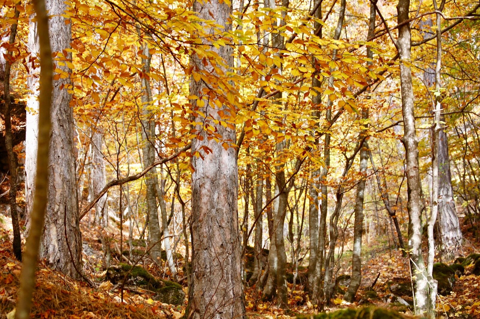 Nikon D40 sample photo. Forest, autumn, season photography