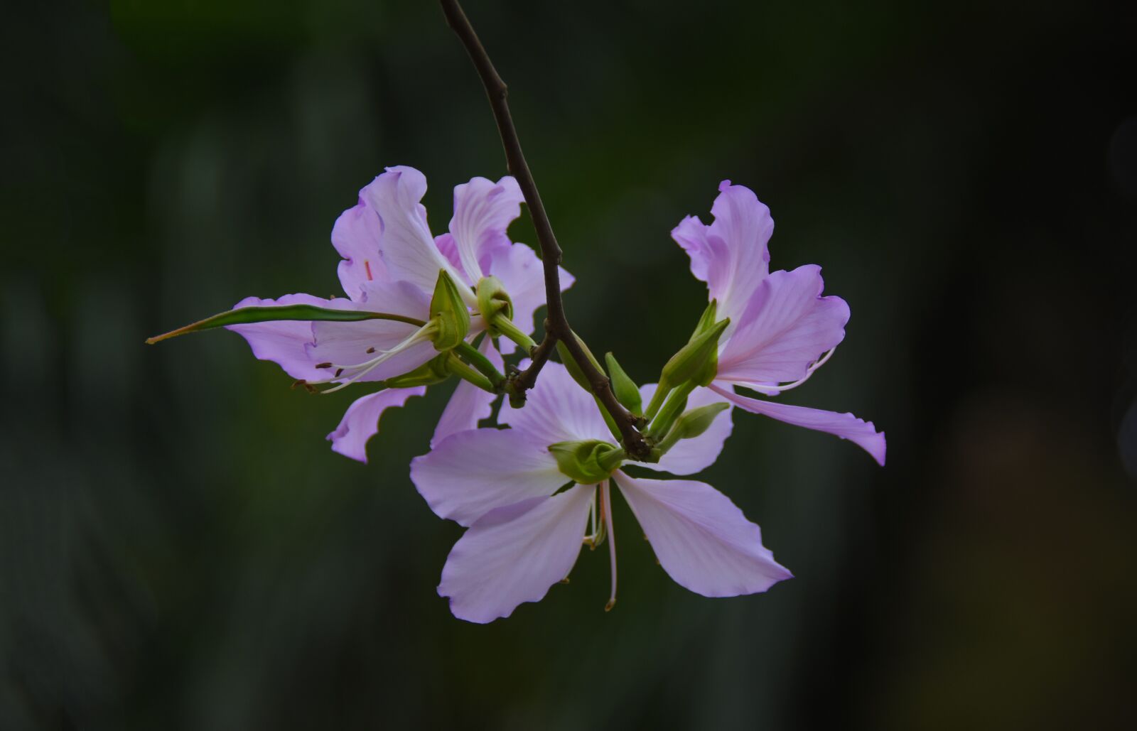 Nikon D7200 sample photo. United board, violet, blooming photography