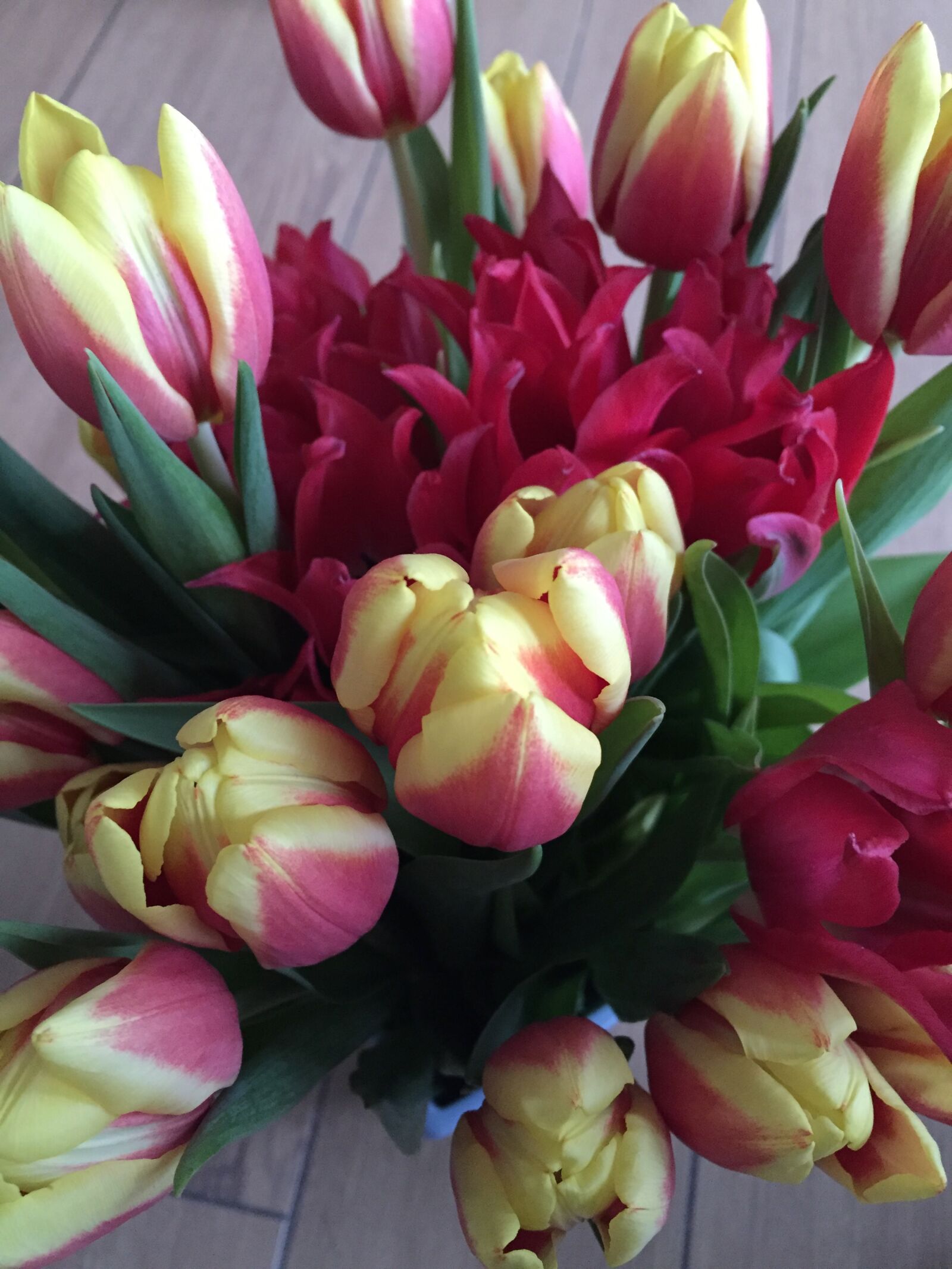 iPhone 6 back camera 4.15mm f/2.2 sample photo. Flowers, tulips, spring photography