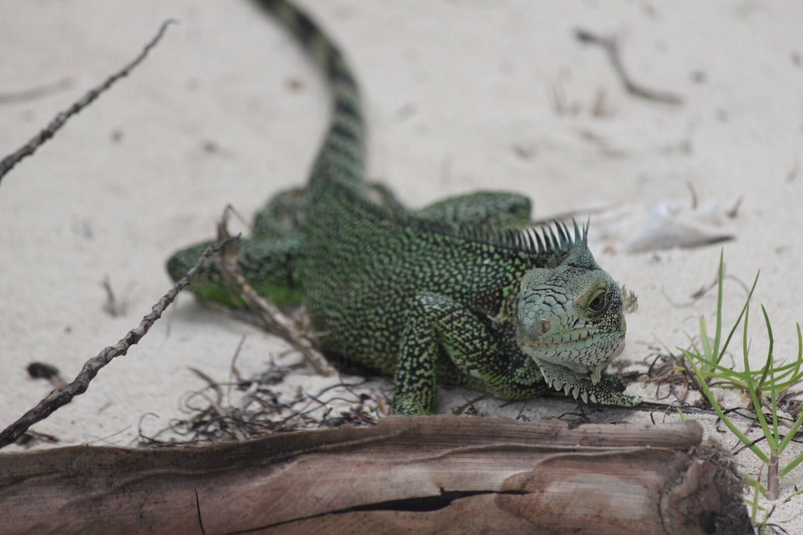Canon EOS 500D (EOS Rebel T1i / EOS Kiss X3) sample photo. Guadeloupe, iguana, small land photography