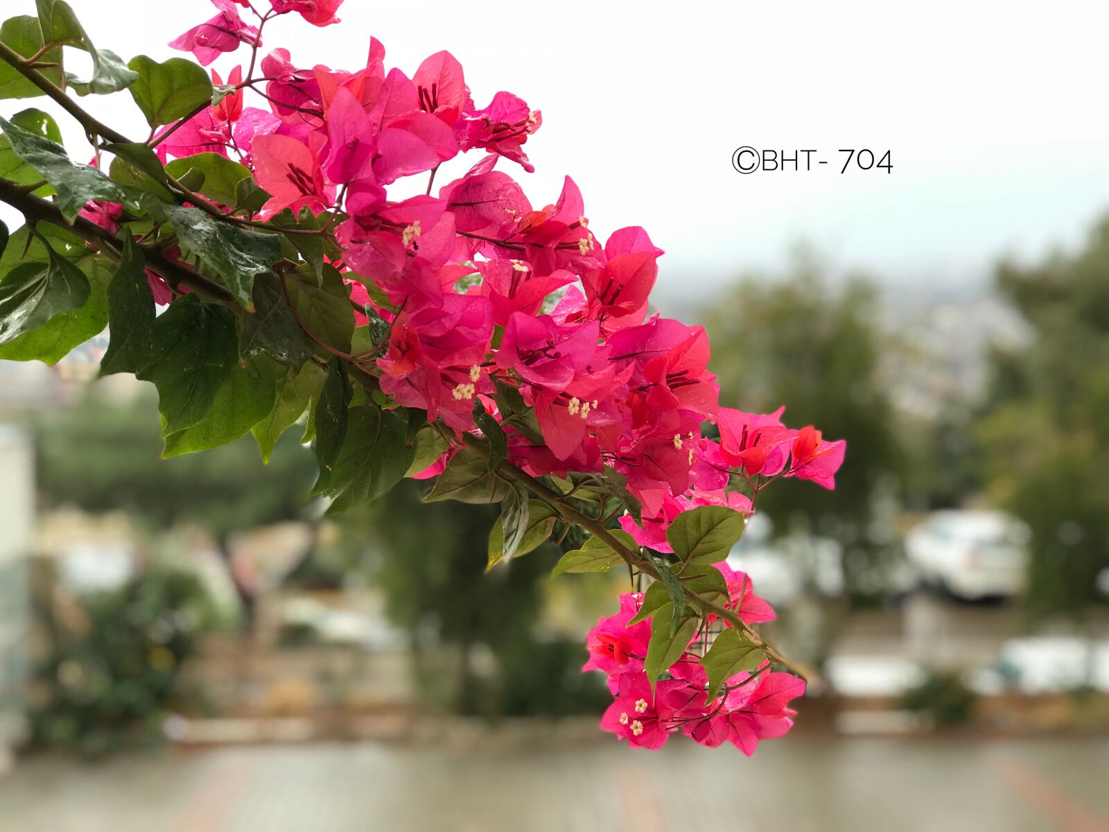 Apple iPhone 7 Plus sample photo. Pink, flower, rain, tree photography
